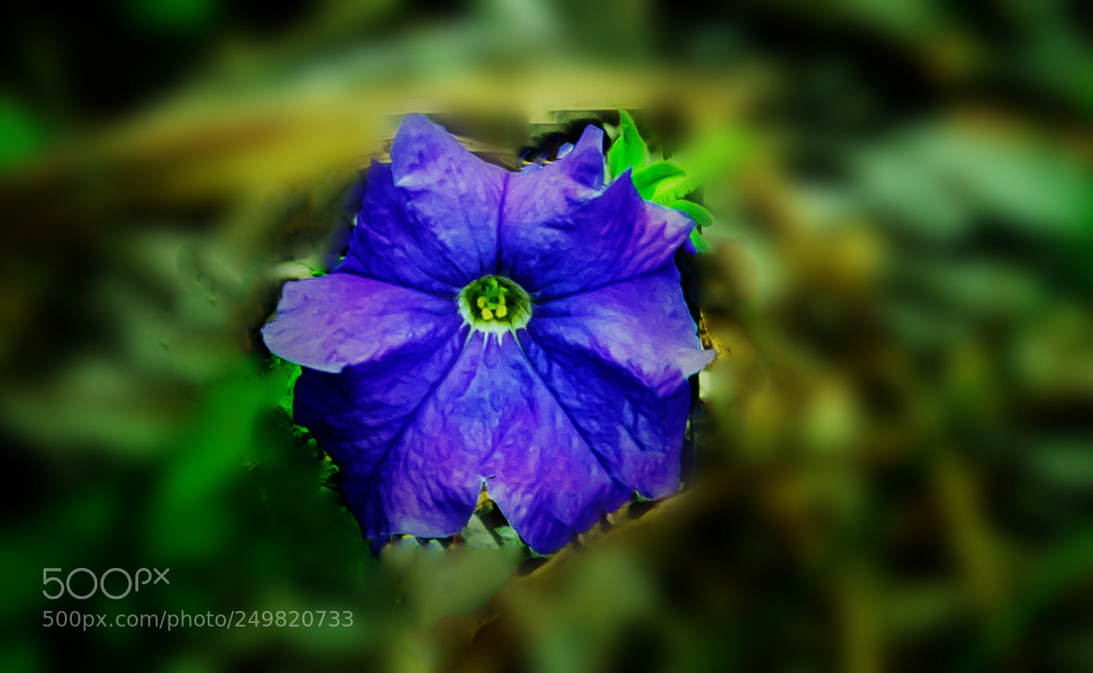 Nikon D810 sample photo. An unknown flower!! photography