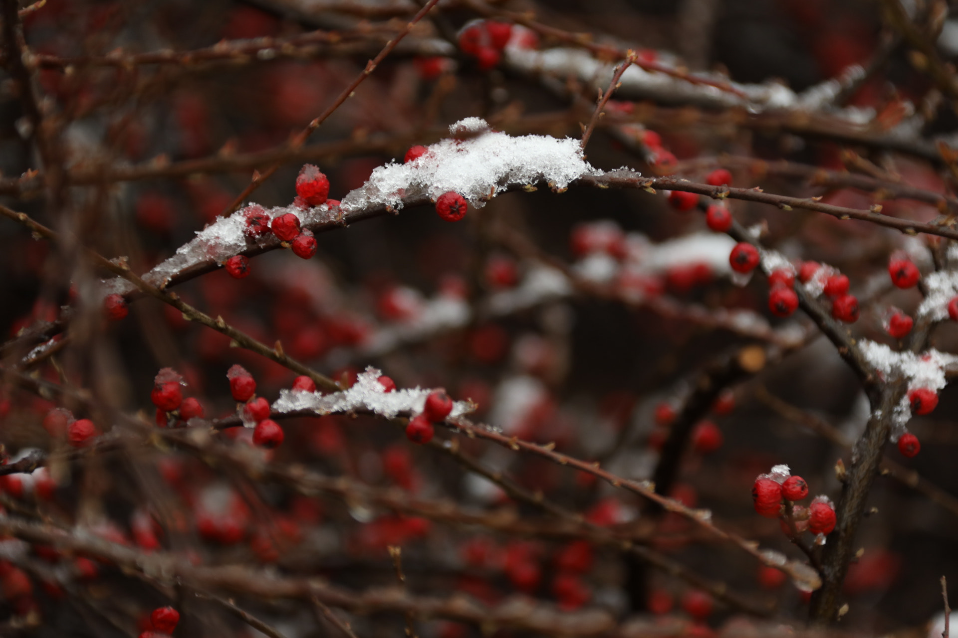 Canon EF 28-300mm F3.5-5.6L IS USM sample photo