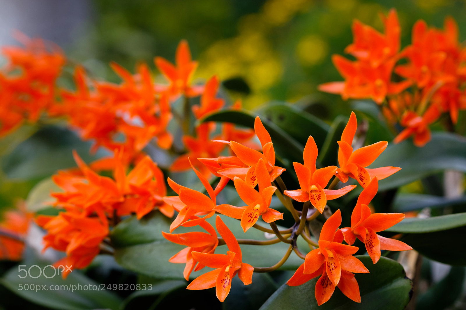 Canon EOS 7D Mark II sample photo. Cattleya aurantiaca photography