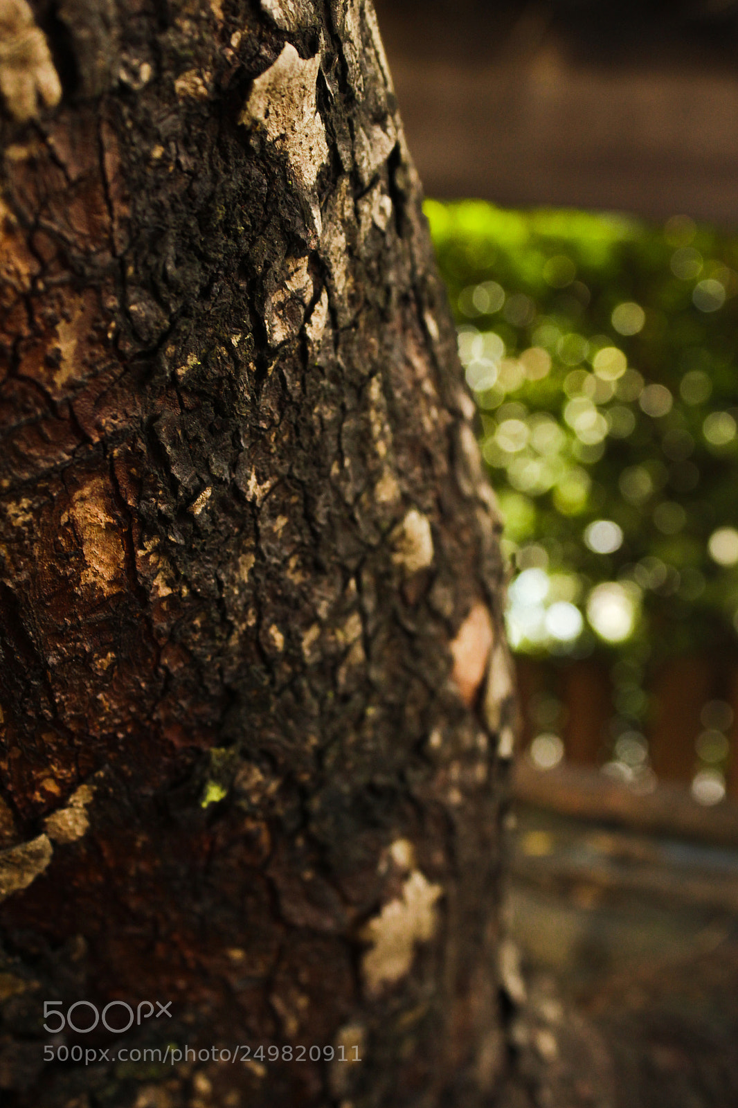 Canon EOS 1300D (EOS Rebel T6 / EOS Kiss X80) sample photo. Bokeh and wood photography