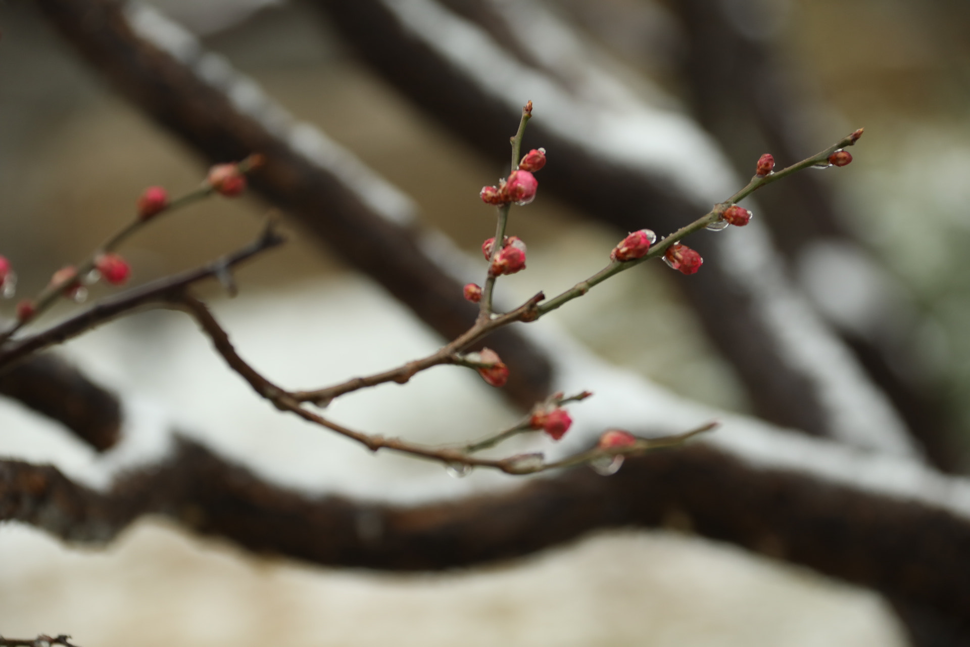 Canon EF 28-300mm F3.5-5.6L IS USM sample photo