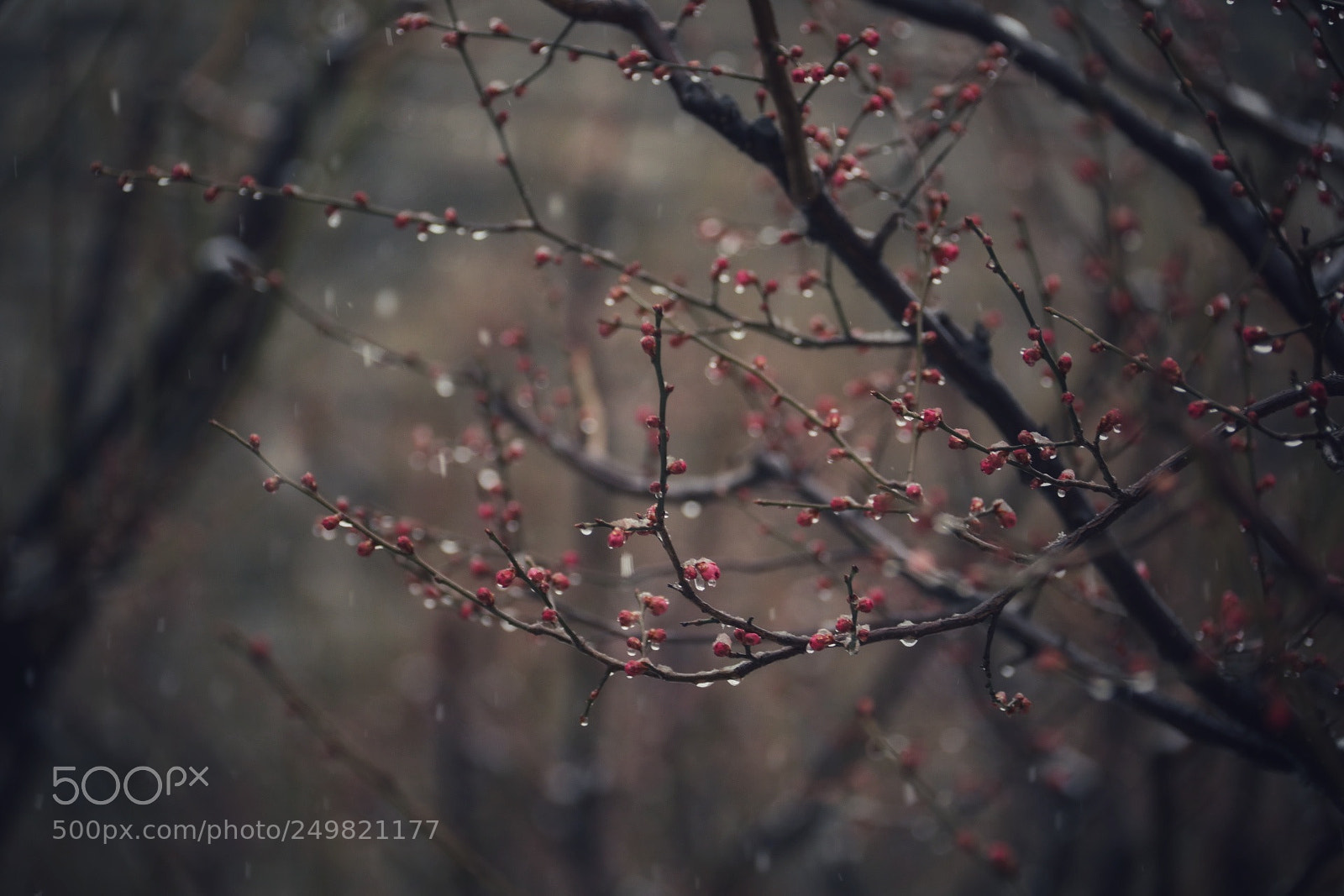 Canon EOS 5D Mark IV sample photo. Untitled photography