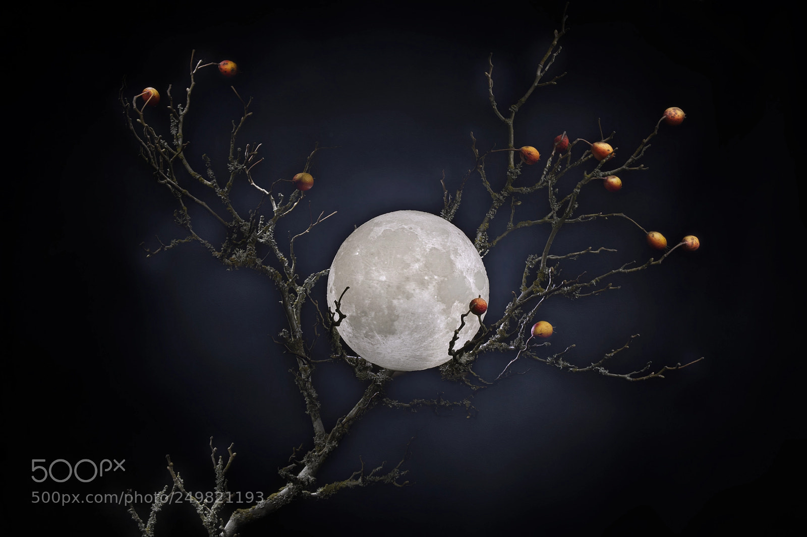 Nikon D7100 sample photo. Moon in branches photography