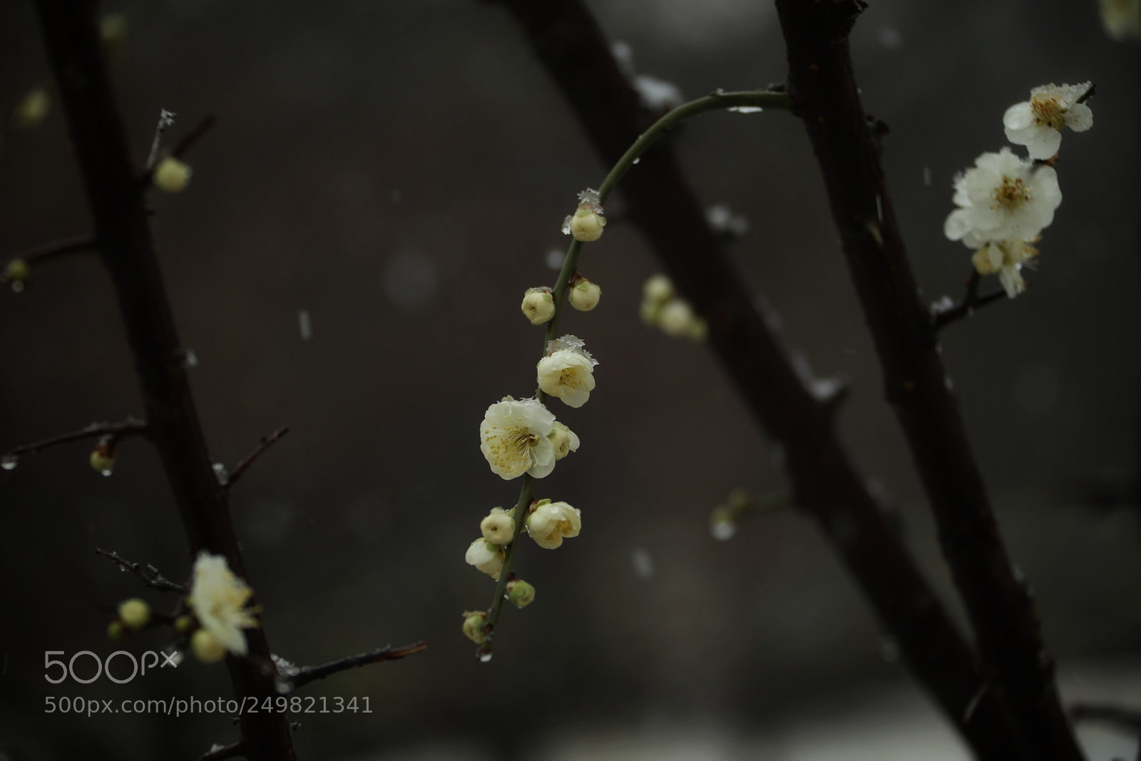 Canon EOS 5D Mark IV sample photo. Untitled photography