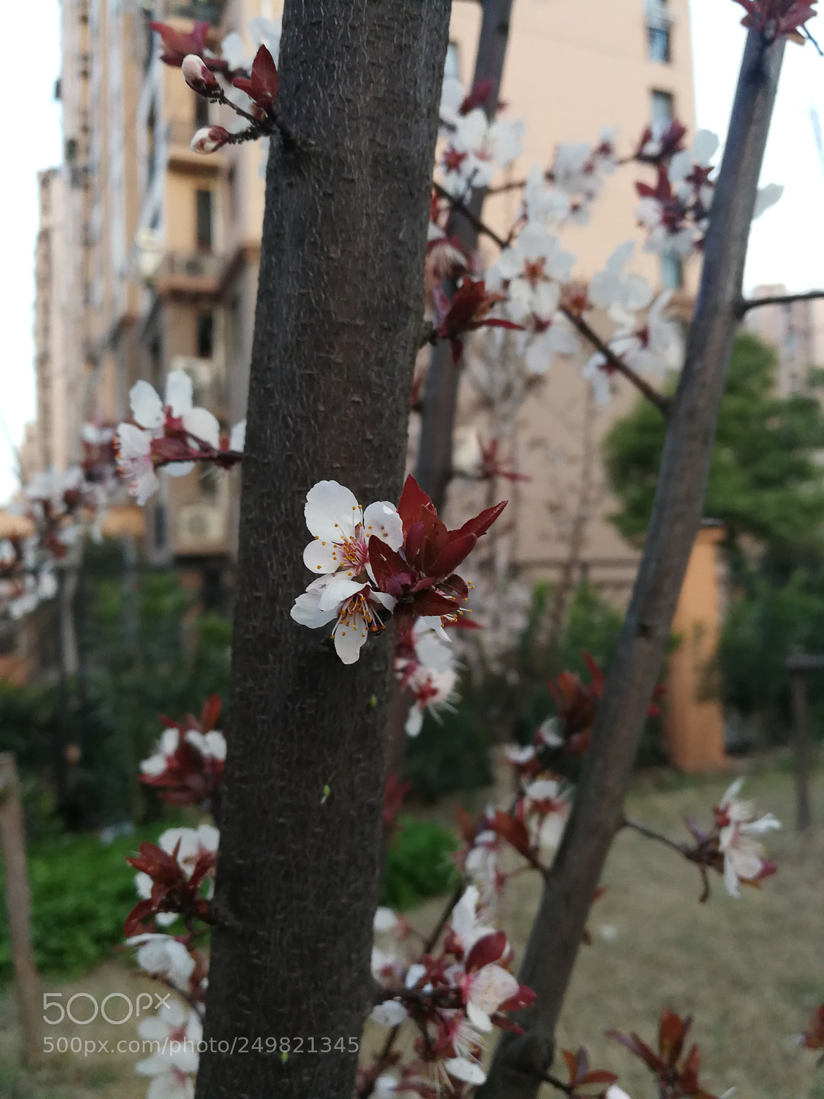 HUAWEI Mate 9 sample photo. Untitled photography