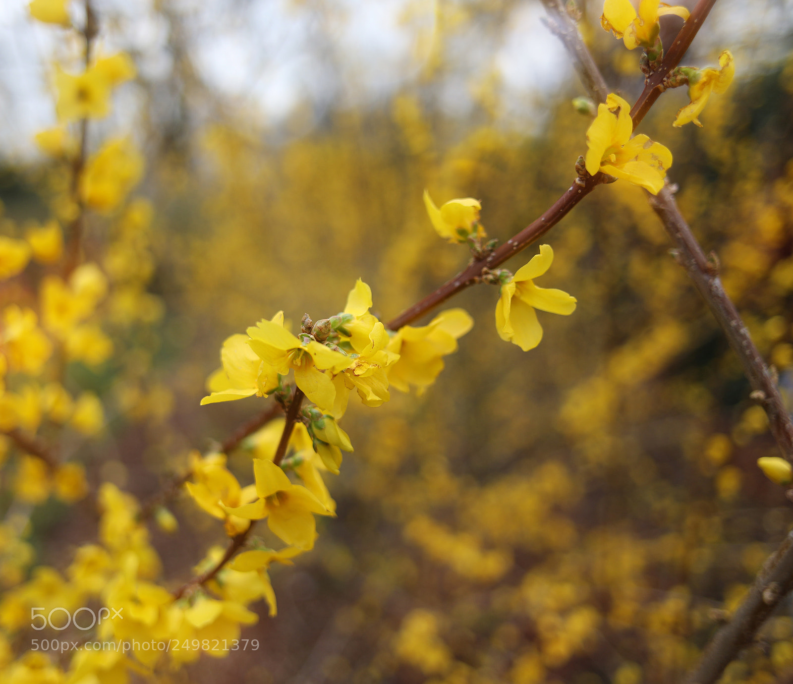 Canon EOS 5D Mark IV sample photo. Yellow boom photography