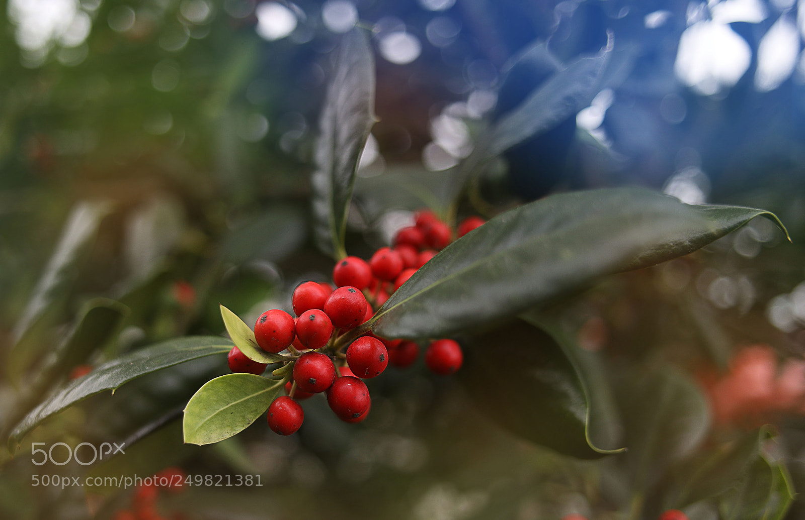 Canon EOS 5D Mark IV sample photo. Red photography