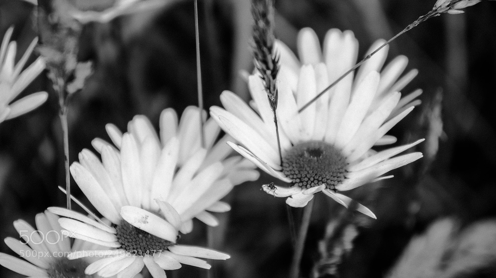 Sony Alpha NEX-5R sample photo. Margaritas photography