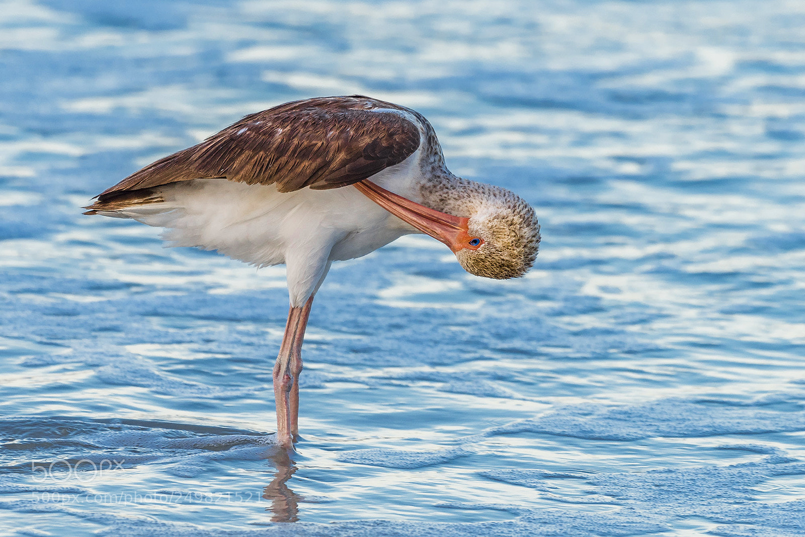 Nikon D810 sample photo. Immature white ibis photography