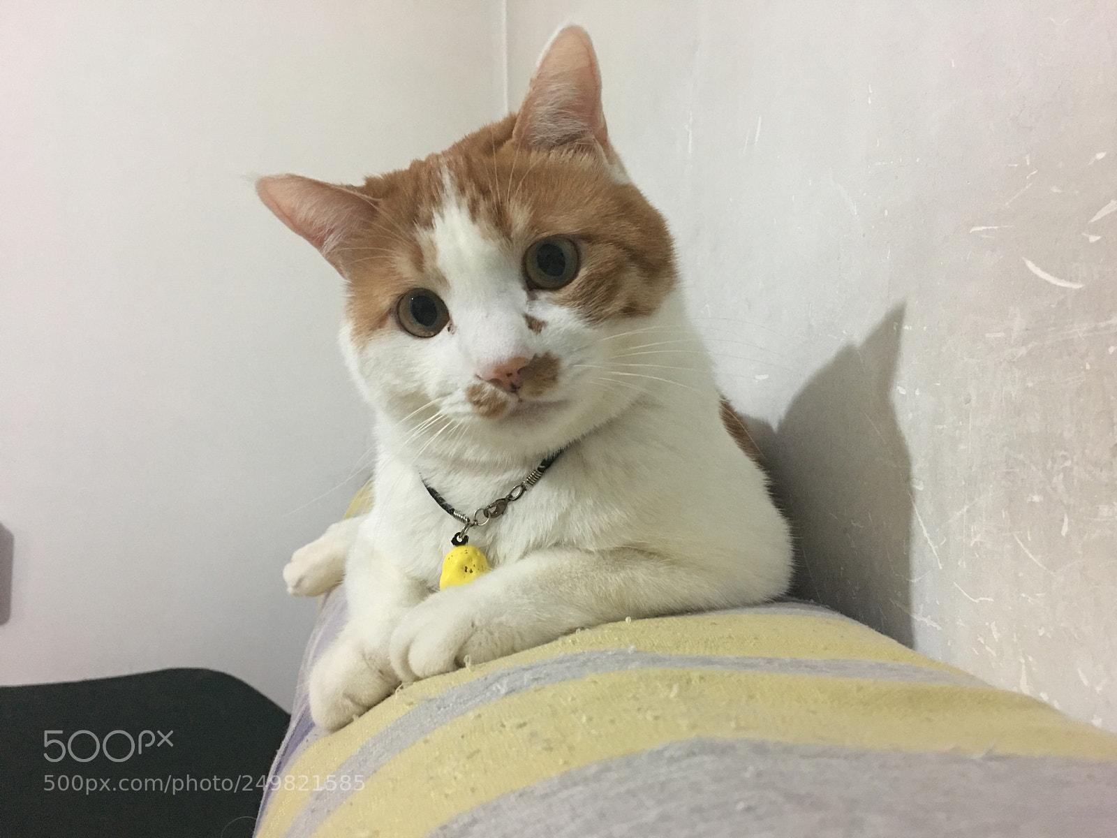Apple iPhone 6s Plus sample photo. 猫 photography