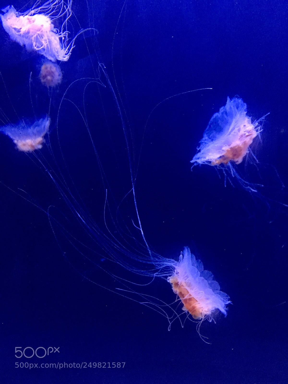 Apple iPhone SE sample photo. Jellyfish. photography