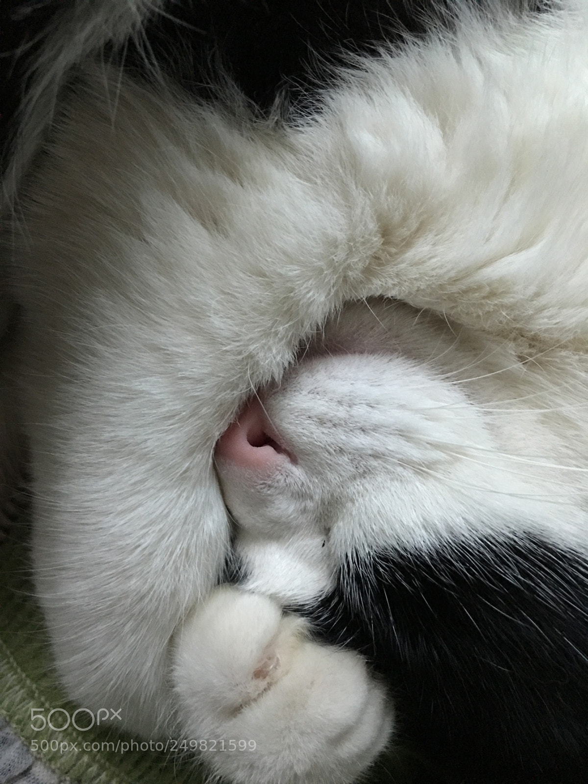 Apple iPhone 6s Plus sample photo. 猫 photography