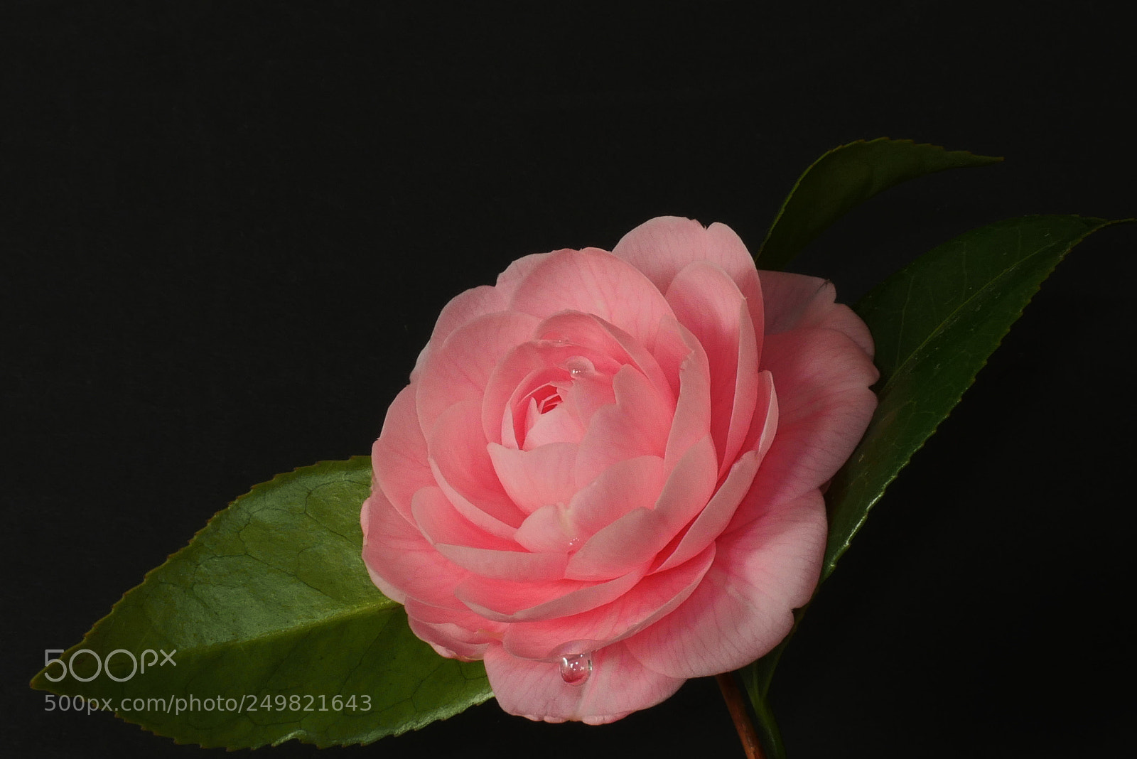 Panasonic Lumix DMC-GX8 sample photo. Dew photography