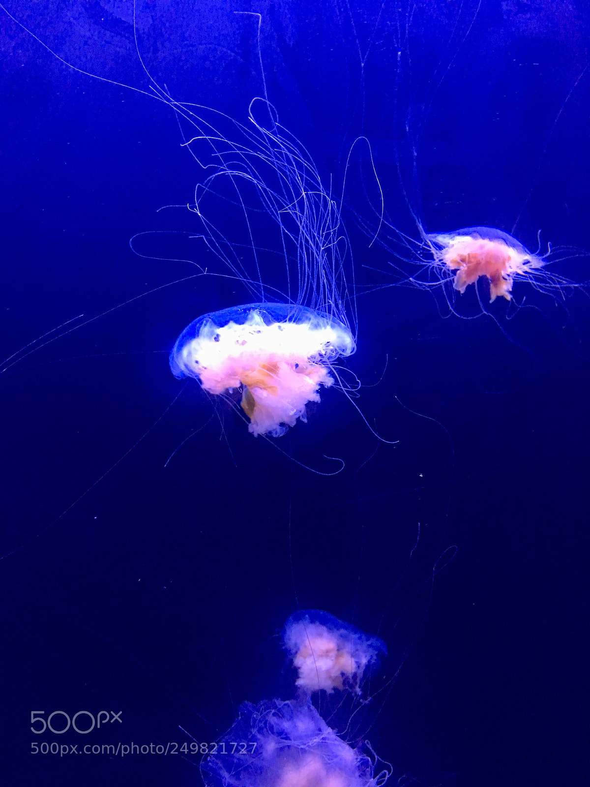 Apple iPhone SE sample photo. Jellyfish ii. photography