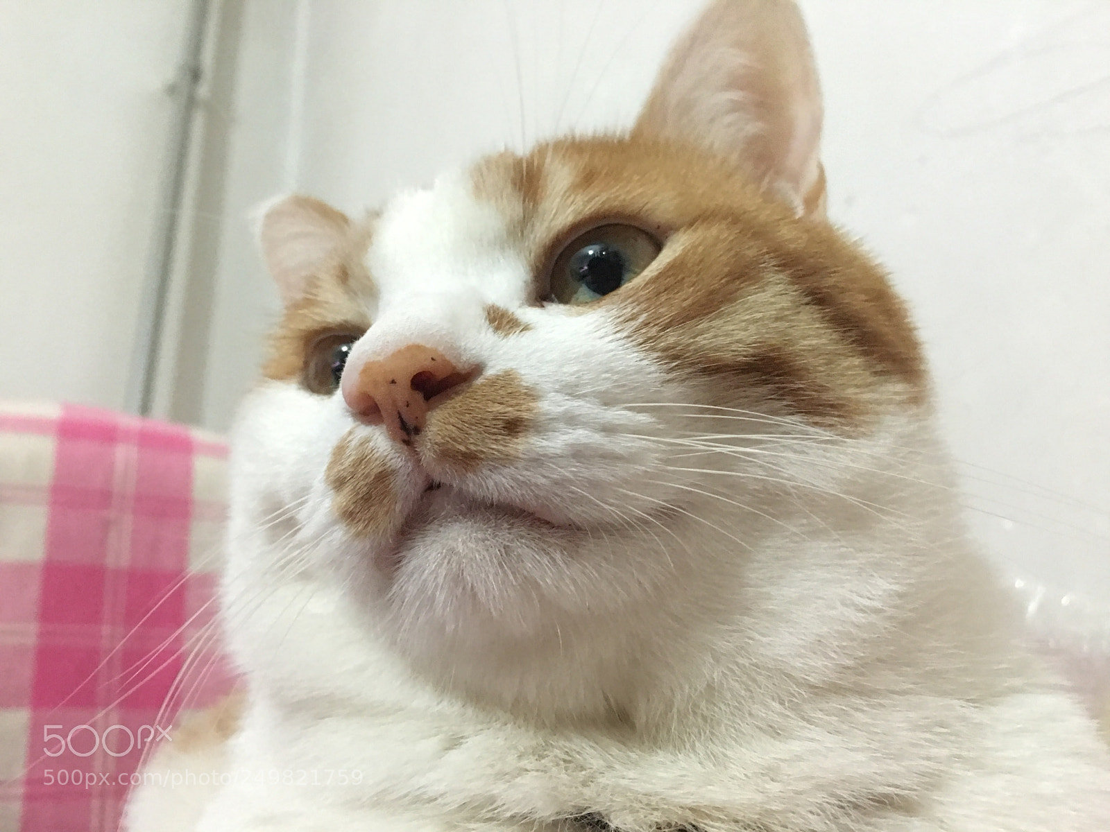 Apple iPhone 6s Plus sample photo. 猫 photography