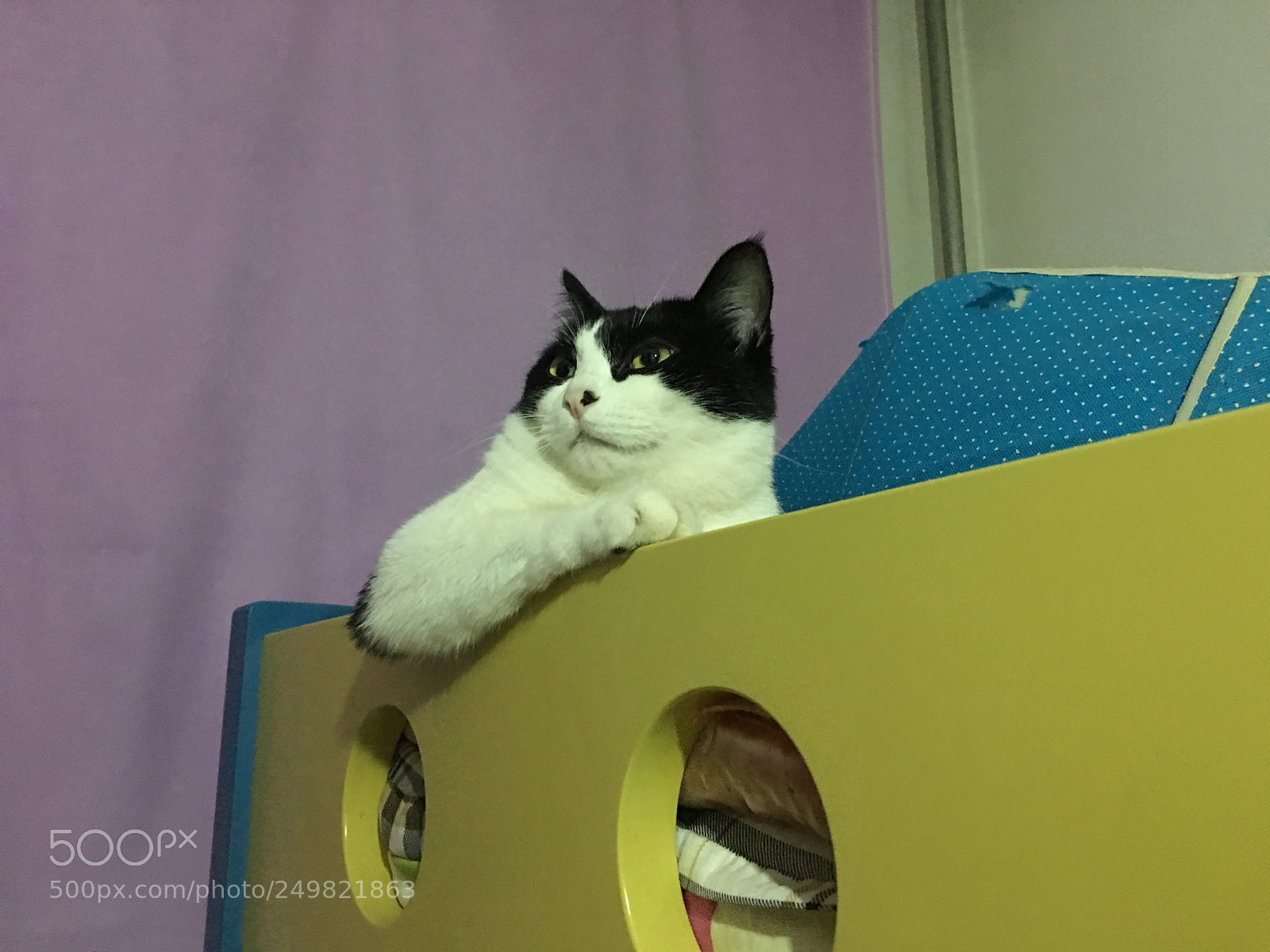 Apple iPhone 6s Plus sample photo. 思考猫 photography