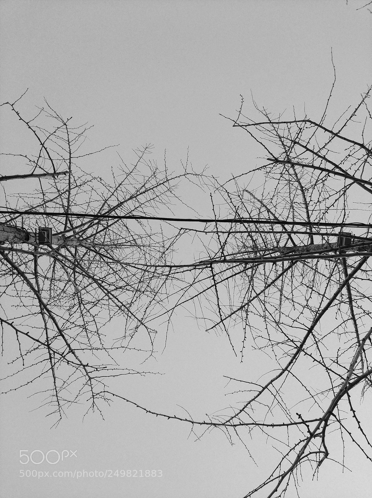 Xiaomi MI6 sample photo. Branch photography
