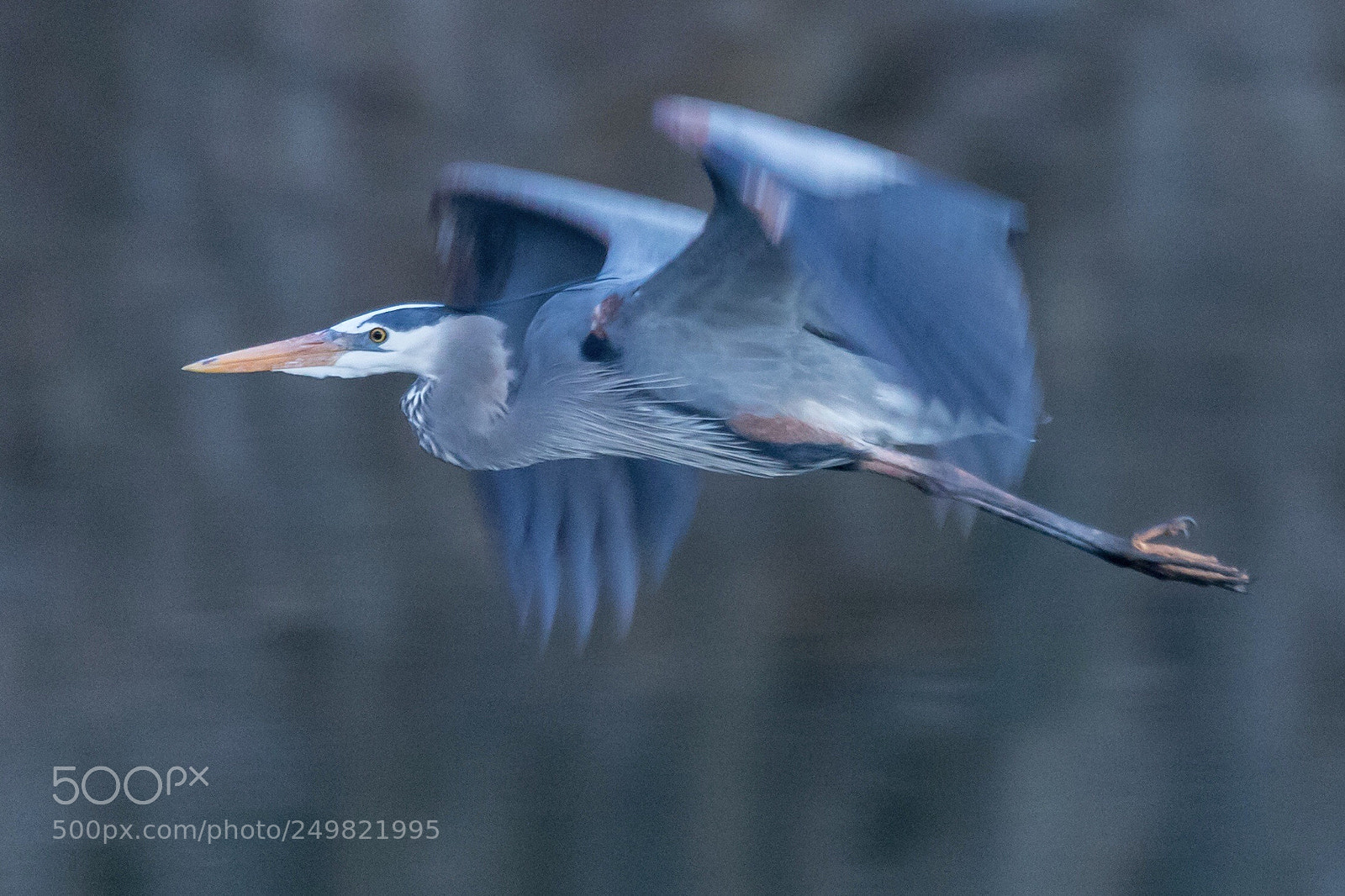 Canon EOS 5D Mark IV sample photo. The majestic great blue photography