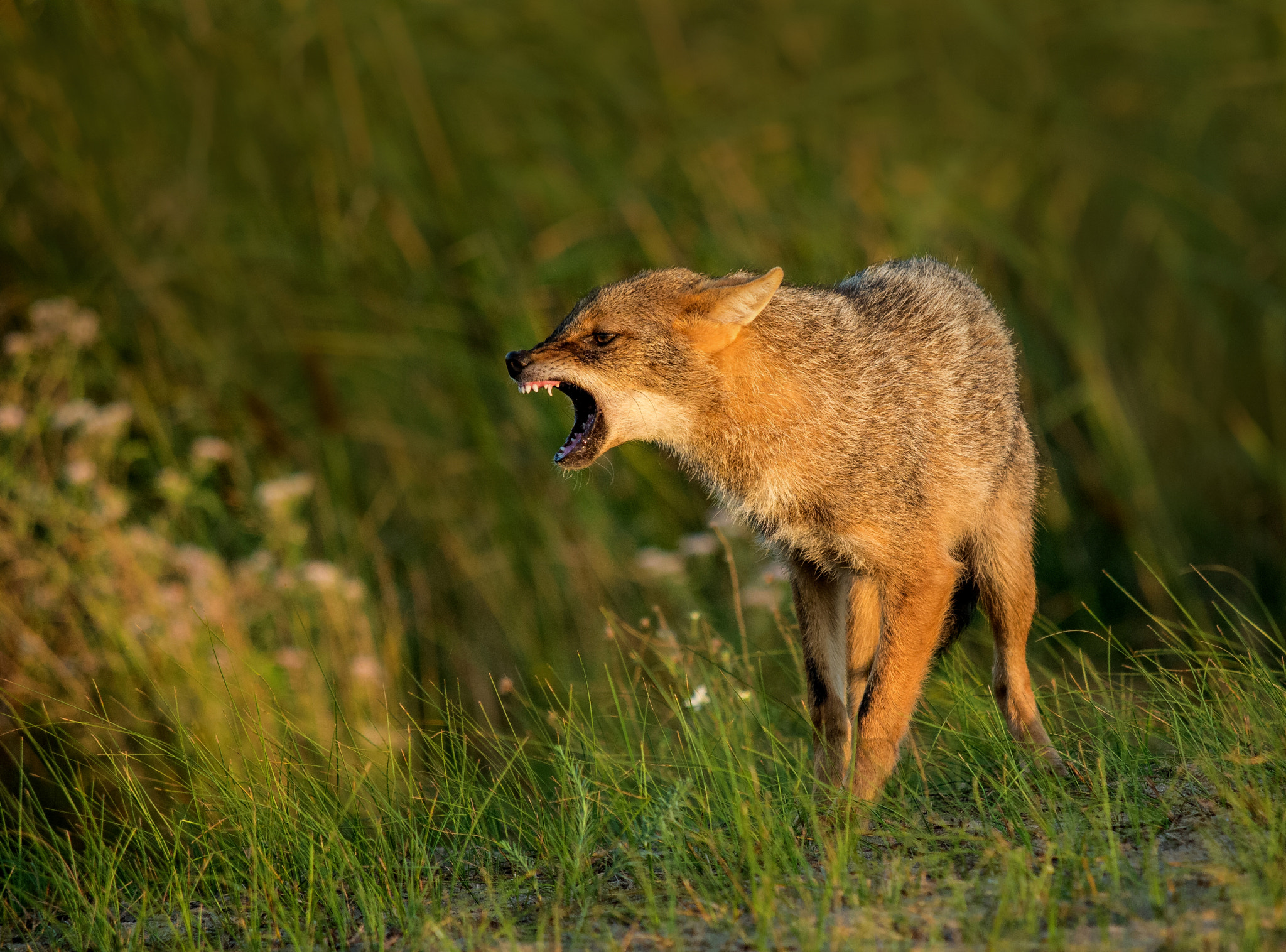 Olympus E-5 sample photo. Golden jackal photography