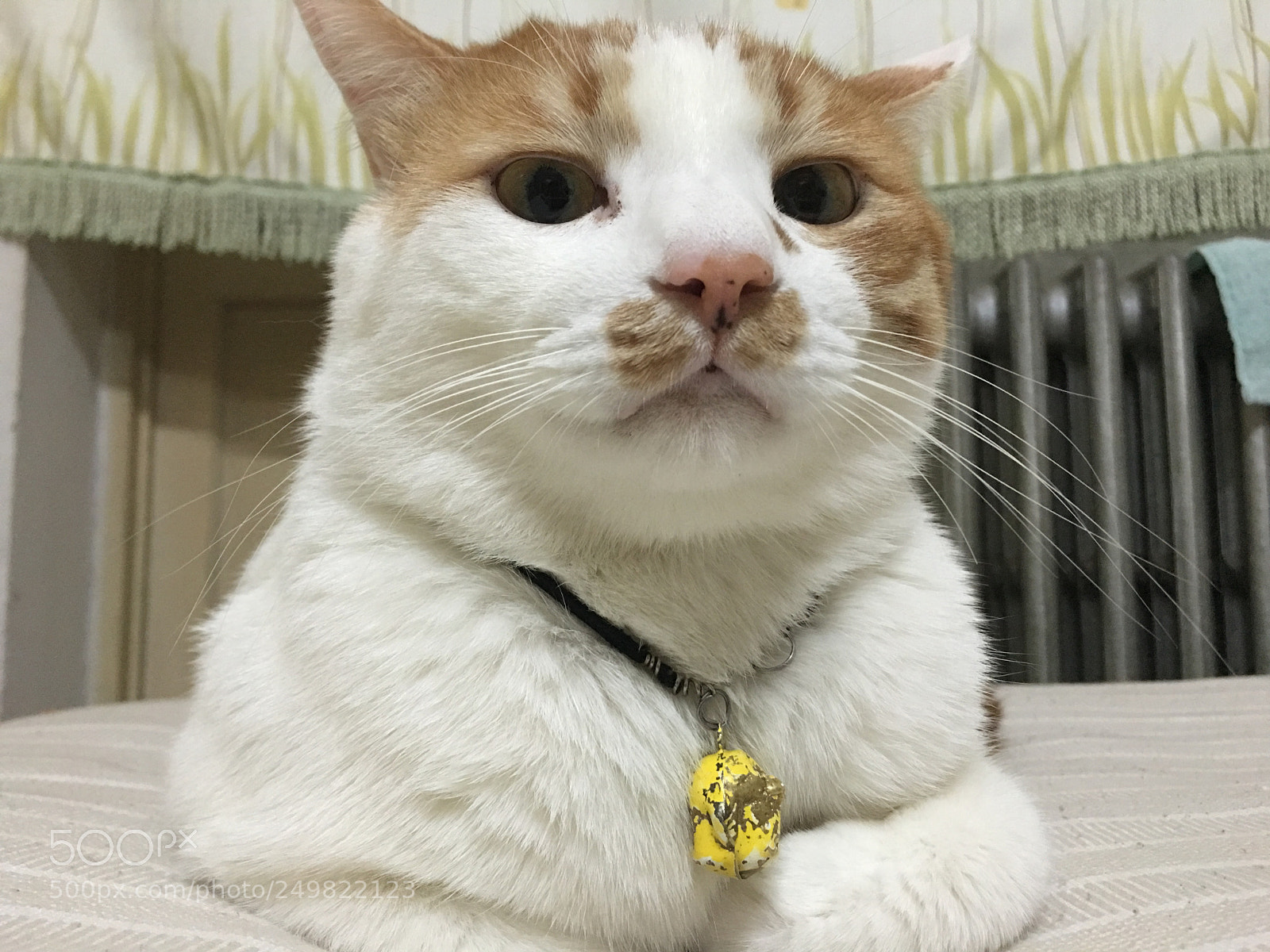 Apple iPhone 6s Plus sample photo. 猫 photography