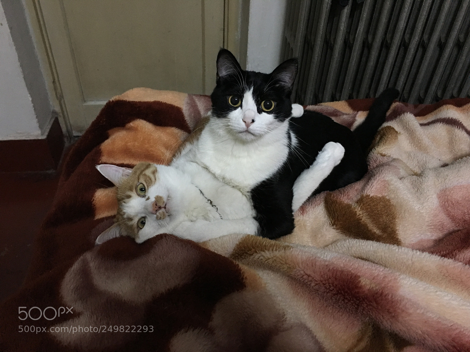 Apple iPhone 6s Plus sample photo. 猫 photography