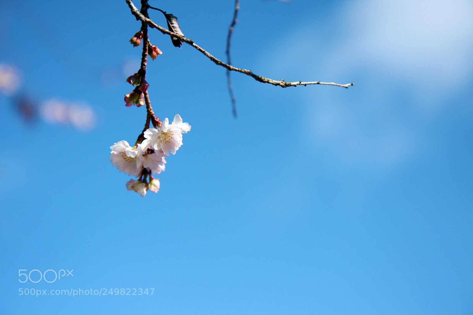 Canon EOS 40D sample photo. Sakura photography