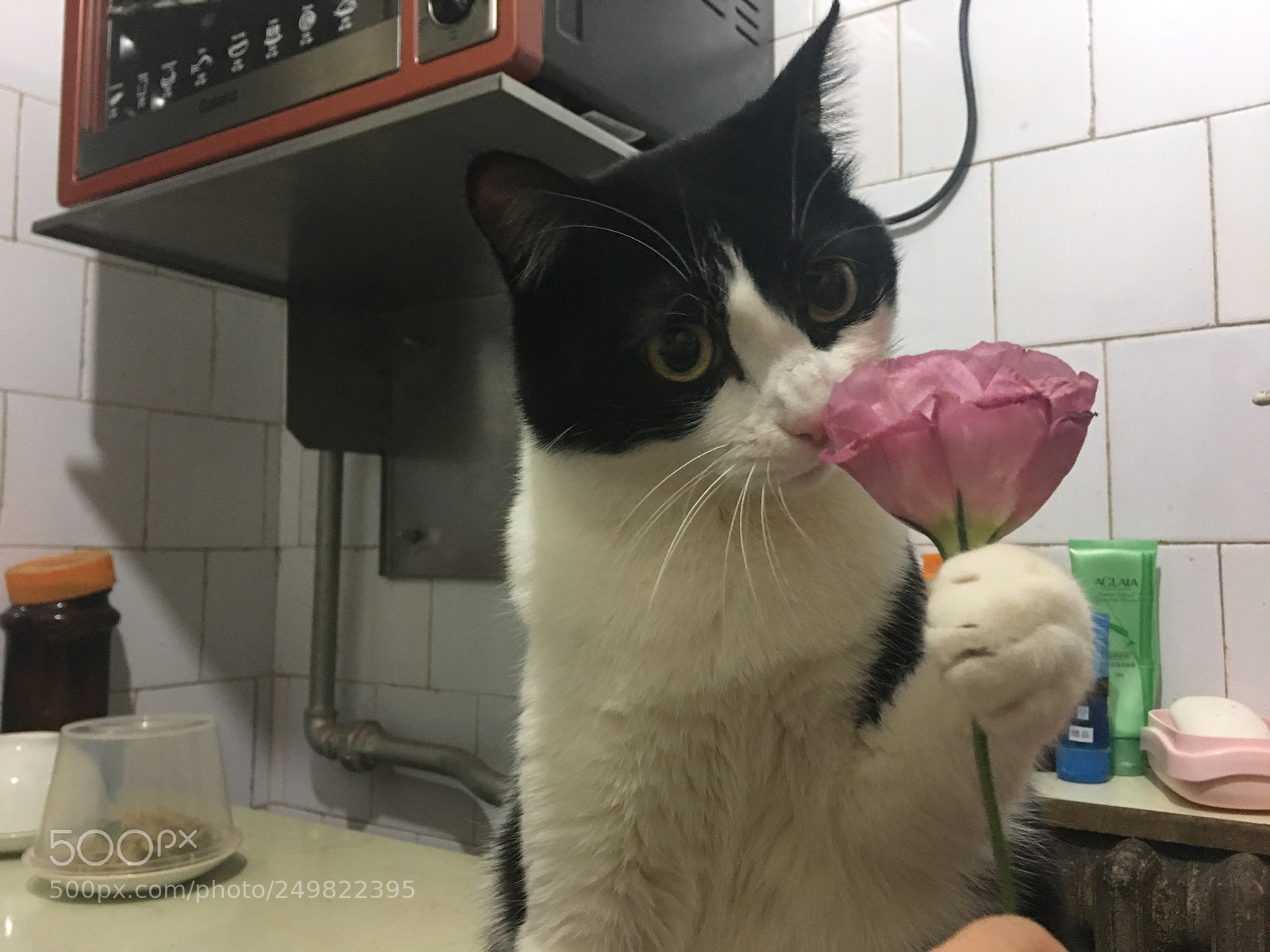 Apple iPhone 6s Plus sample photo. 猫 photography