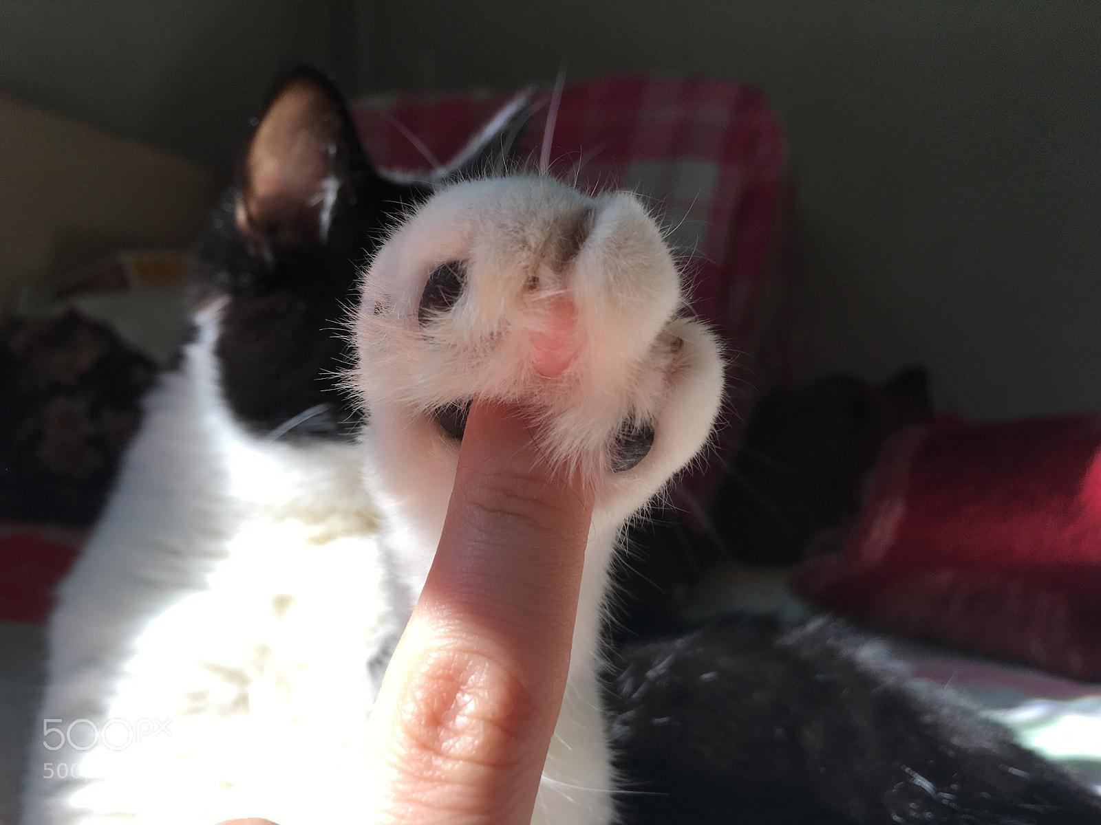 Apple iPhone 6s Plus sample photo. 猫 photography