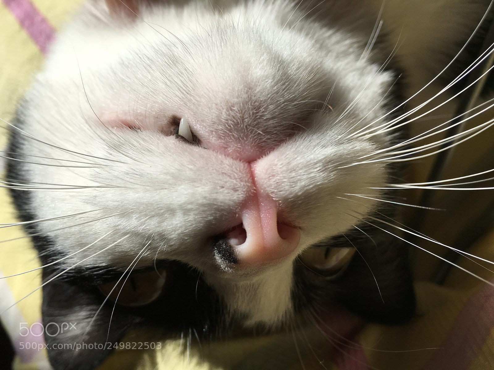 Apple iPhone 6s Plus sample photo. 猫 photography
