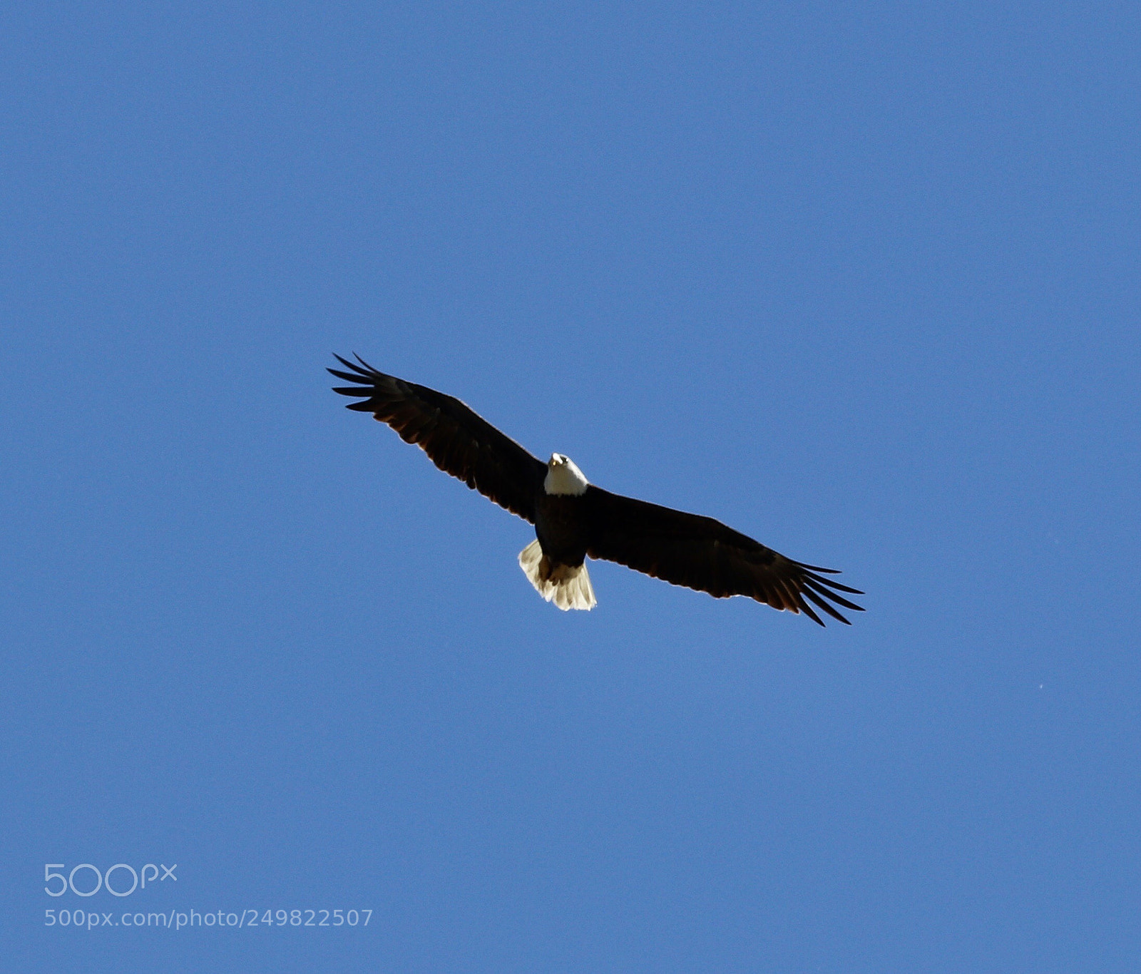 Canon EOS 80D sample photo. Bald eagle flying  photography
