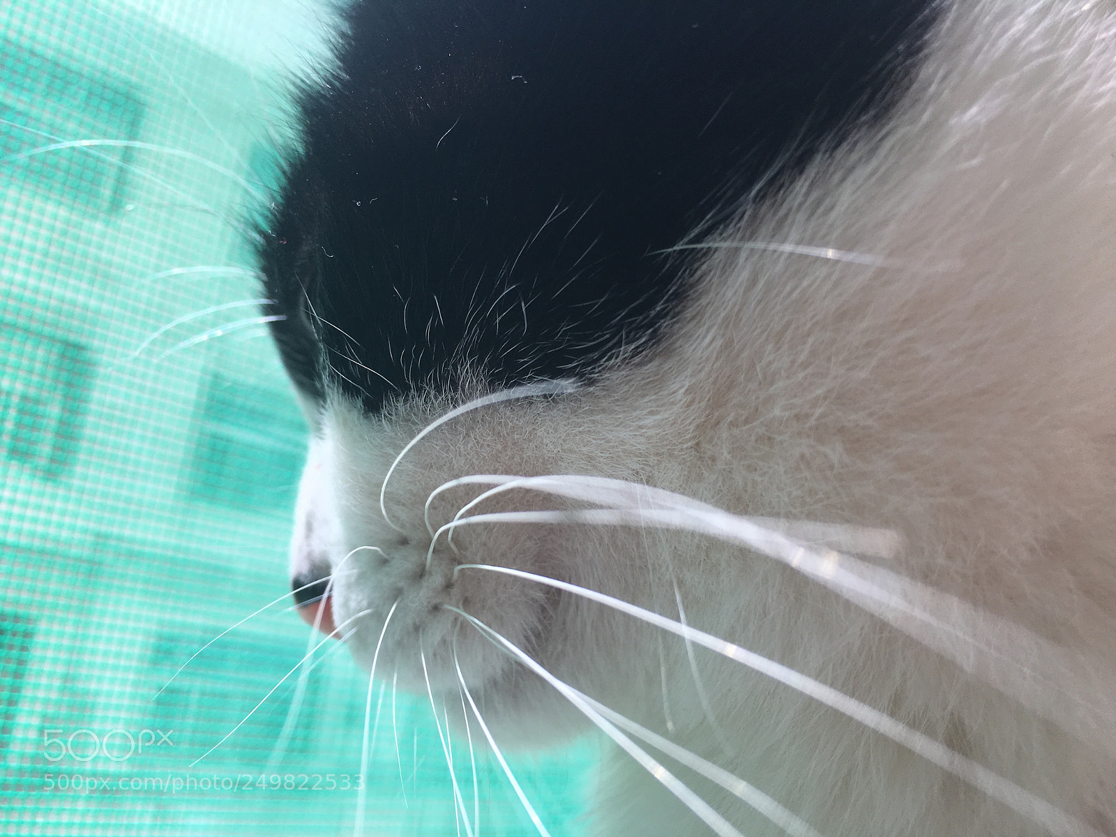 Apple iPhone 6s Plus sample photo. 猫 photography