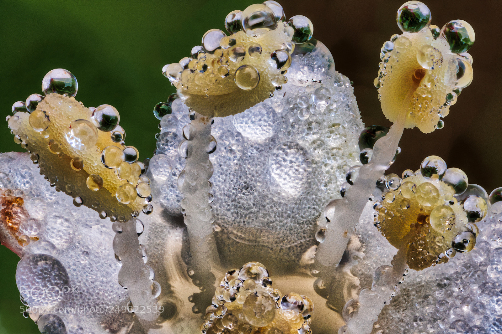 Sony a7R III sample photo. Dew of all sizes photography
