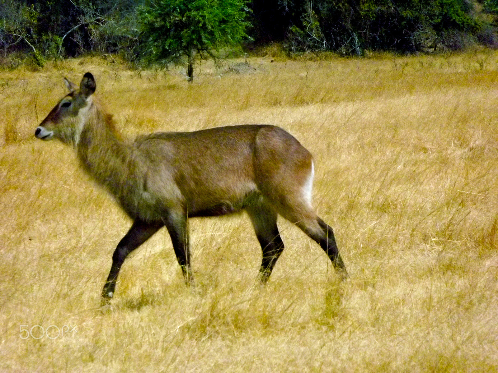 FujiFilm FinePix S4000 (FinePix S4050) sample photo. Deer photography