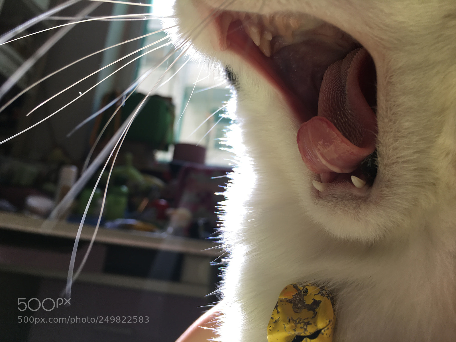 Apple iPhone 6s Plus sample photo. 猫 photography