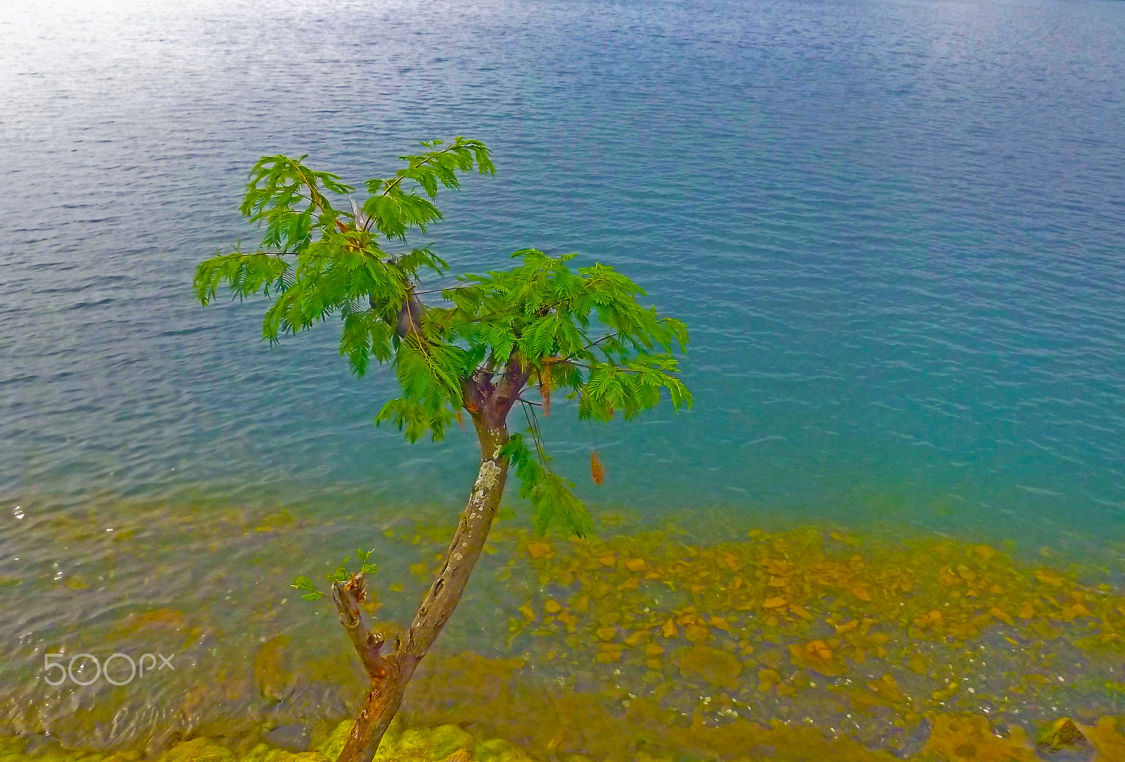 FujiFilm FinePix S4000 (FinePix S4050) sample photo. Tree by river photography