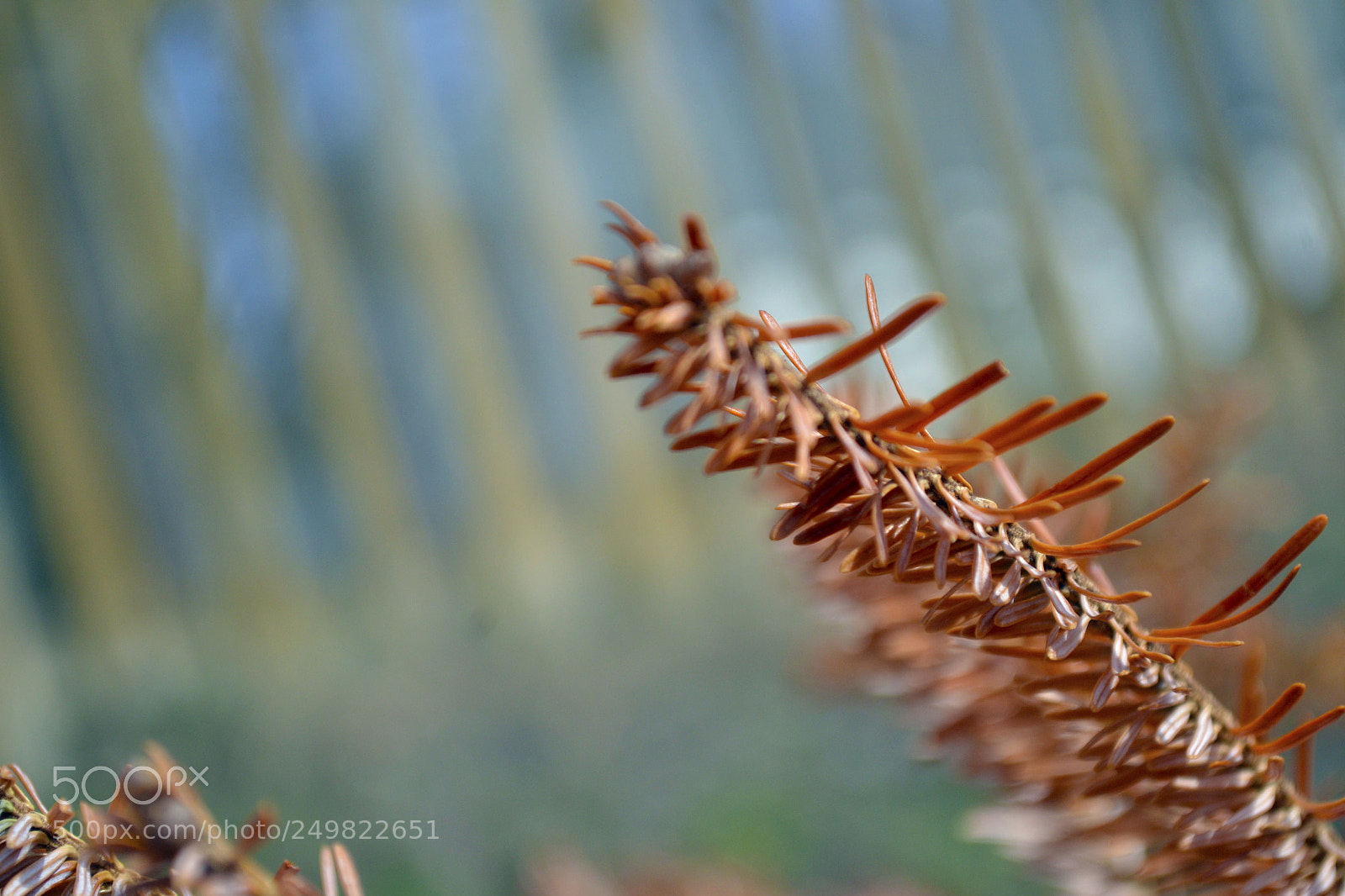 Nikon D3100 sample photo. Shallow depth photography