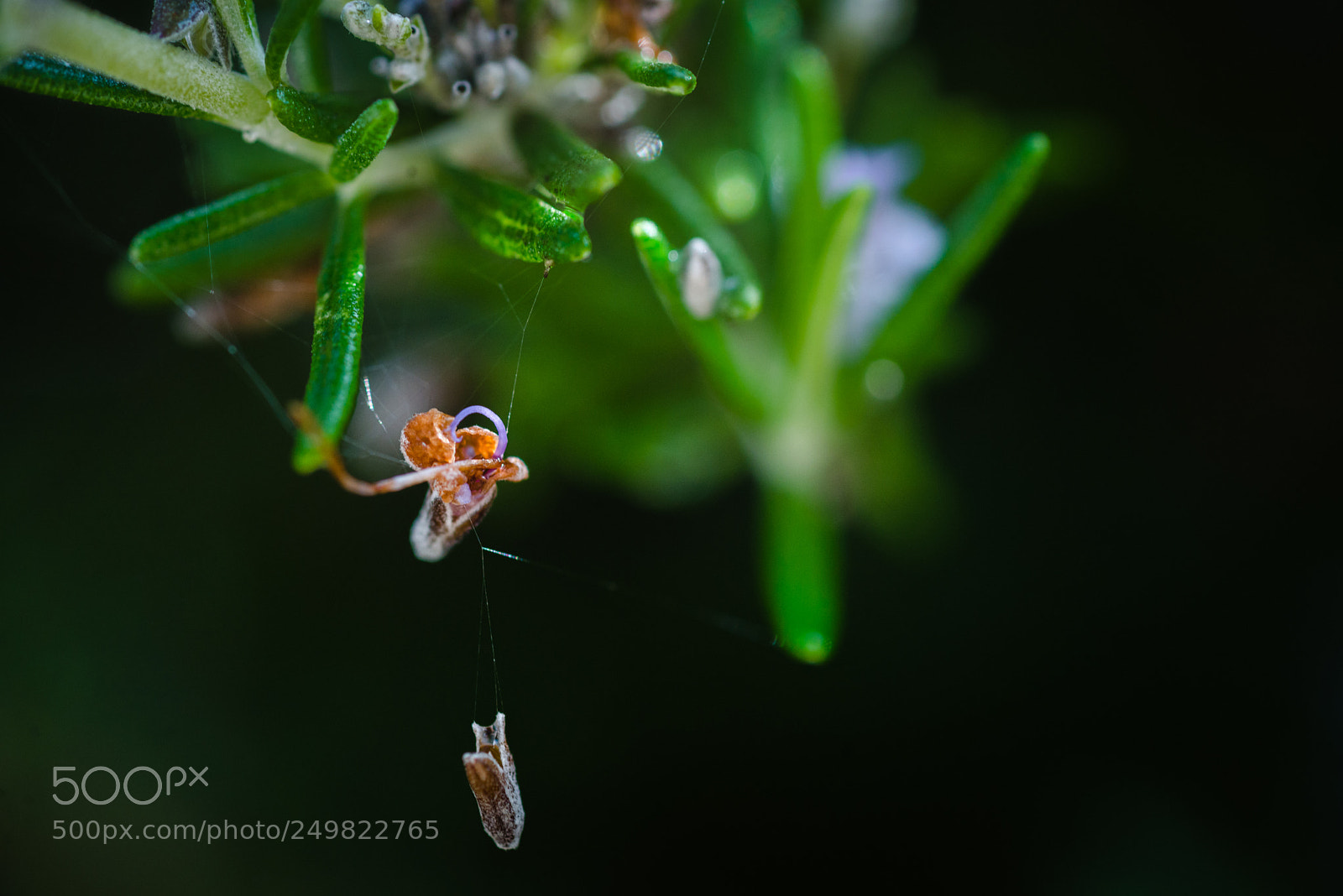 Nikon D610 sample photo. Untitled photography