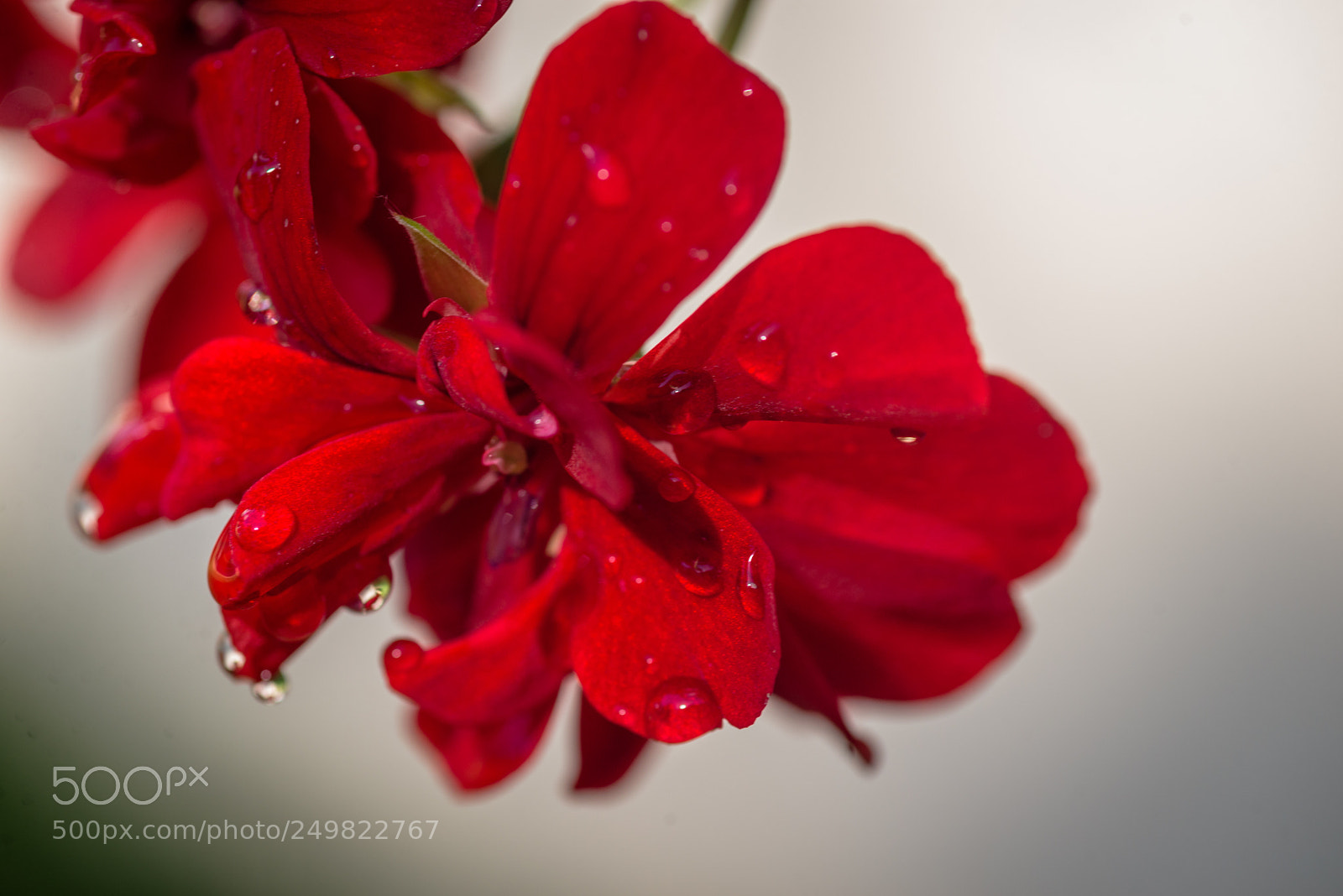 Nikon D610 sample photo. Raindrops photography