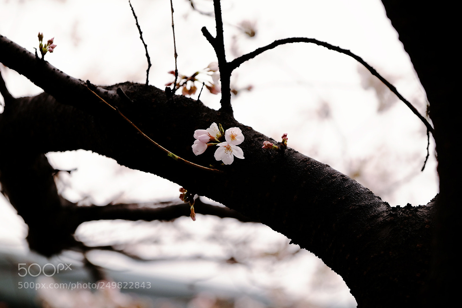 Fujifilm X-T1 sample photo. Untitled photography
