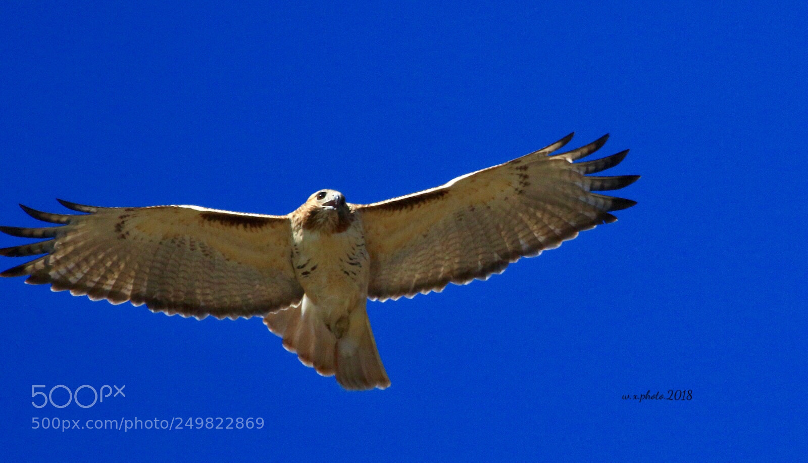 Canon EOS 7D Mark II sample photo. Fly photography