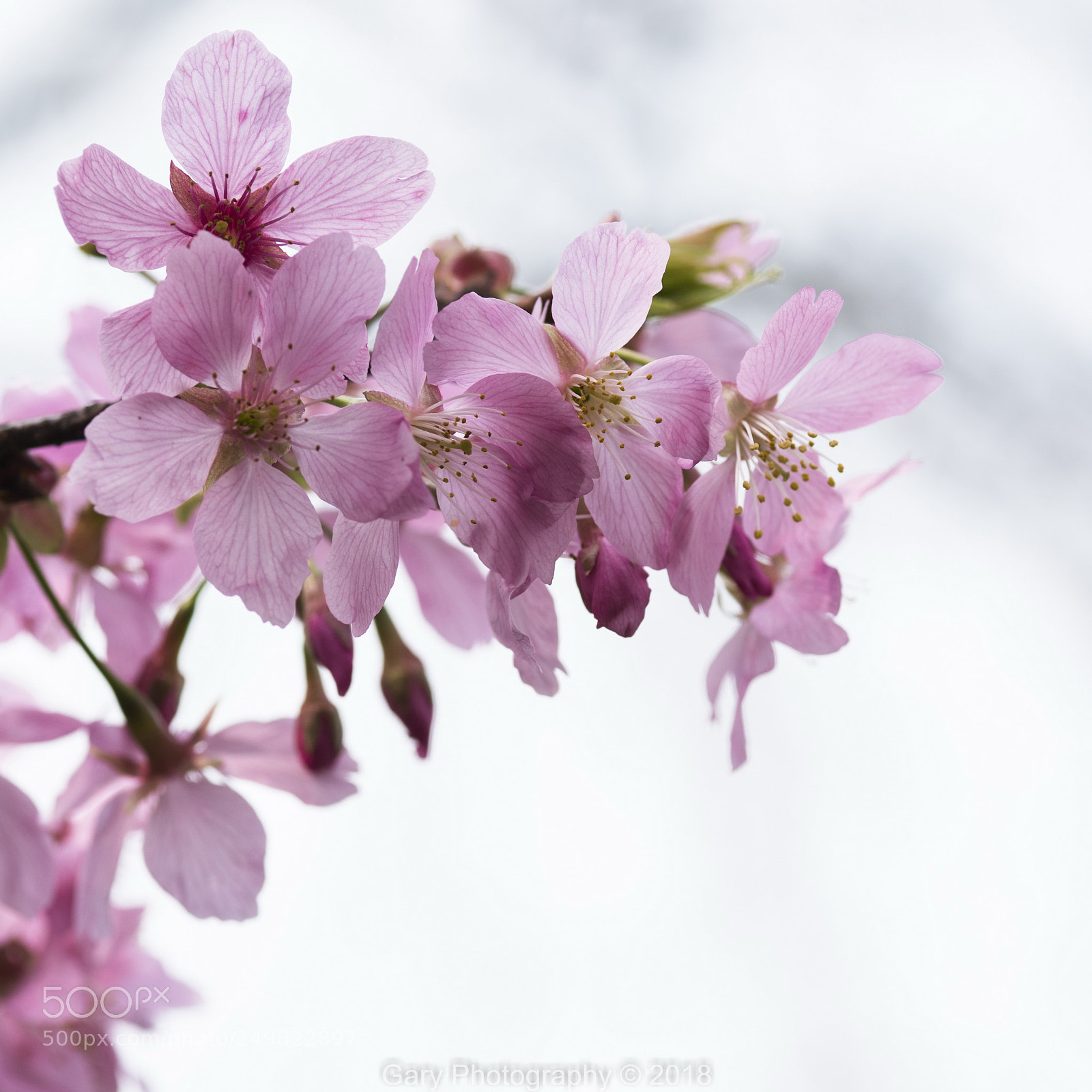 Nikon D810 sample photo. 芳华 photography