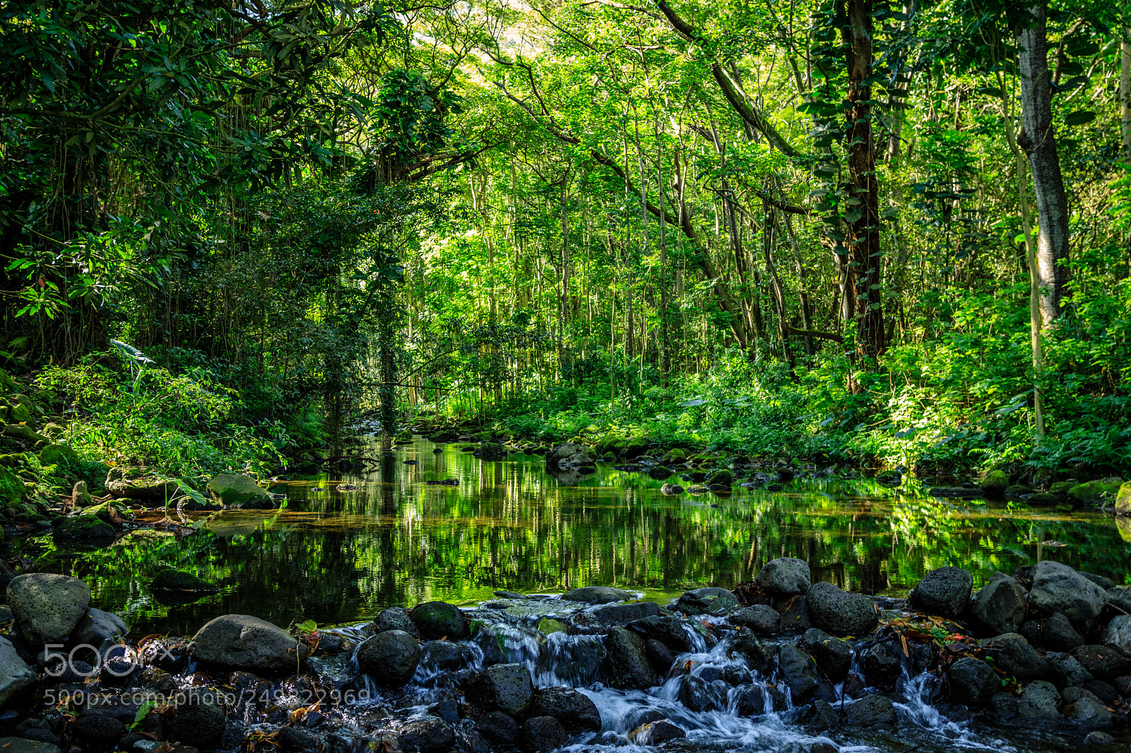 Canon EOS 5D Mark IV sample photo. Green overload photography