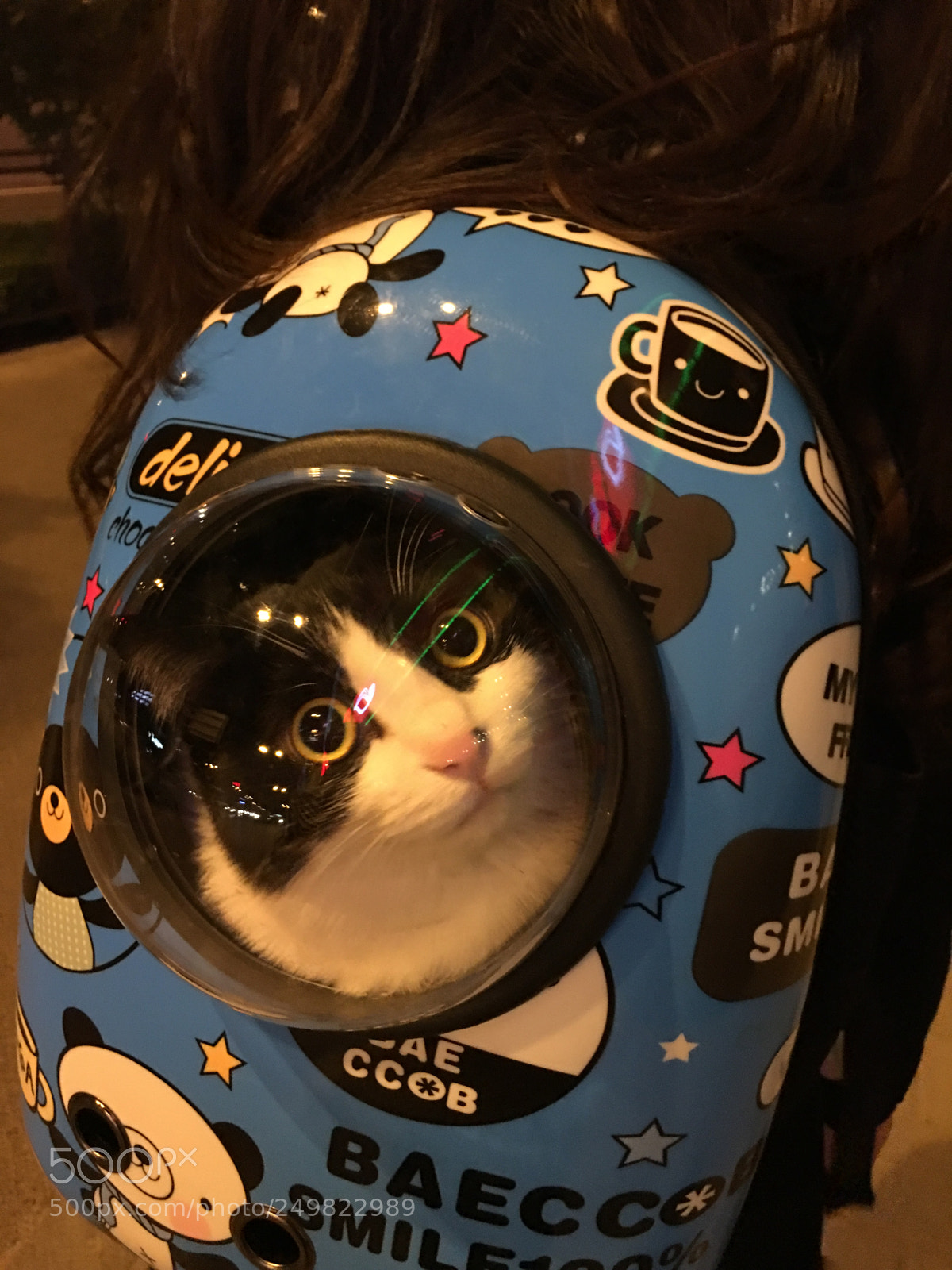Apple iPhone 6s Plus sample photo. 猫 photography