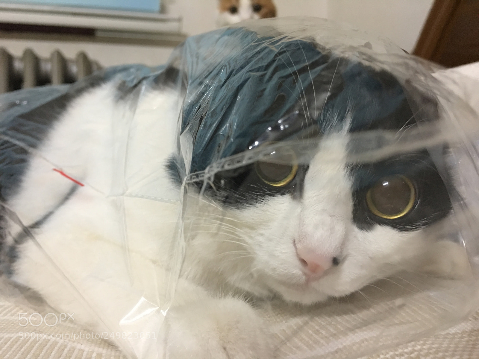 Apple iPhone 6s Plus sample photo. 猫 photography