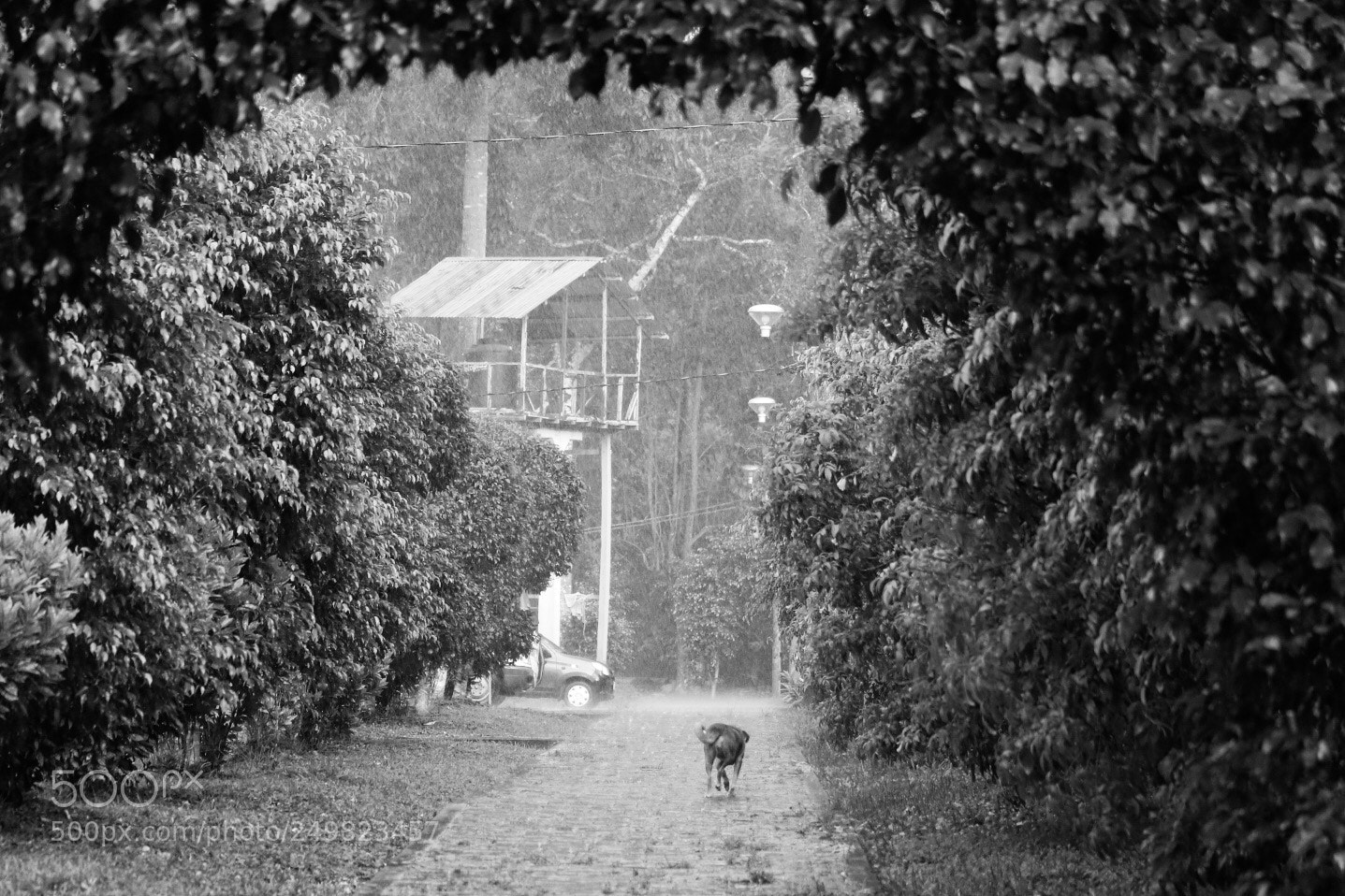 Canon EOS 750D (EOS Rebel T6i / EOS Kiss X8i) sample photo. Caminando bajo la lluvia photography