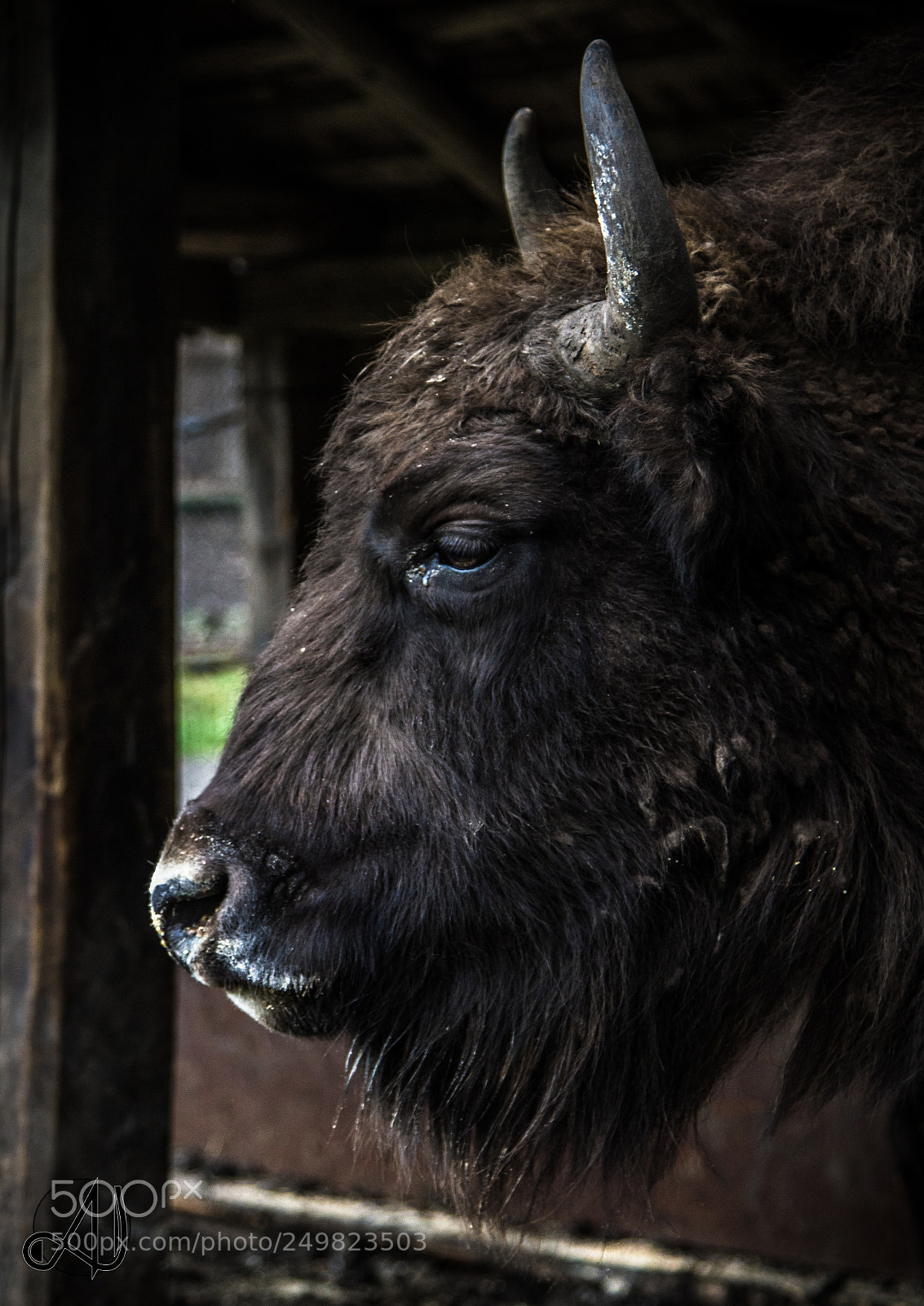 Canon EOS 7D sample photo. Bison photography