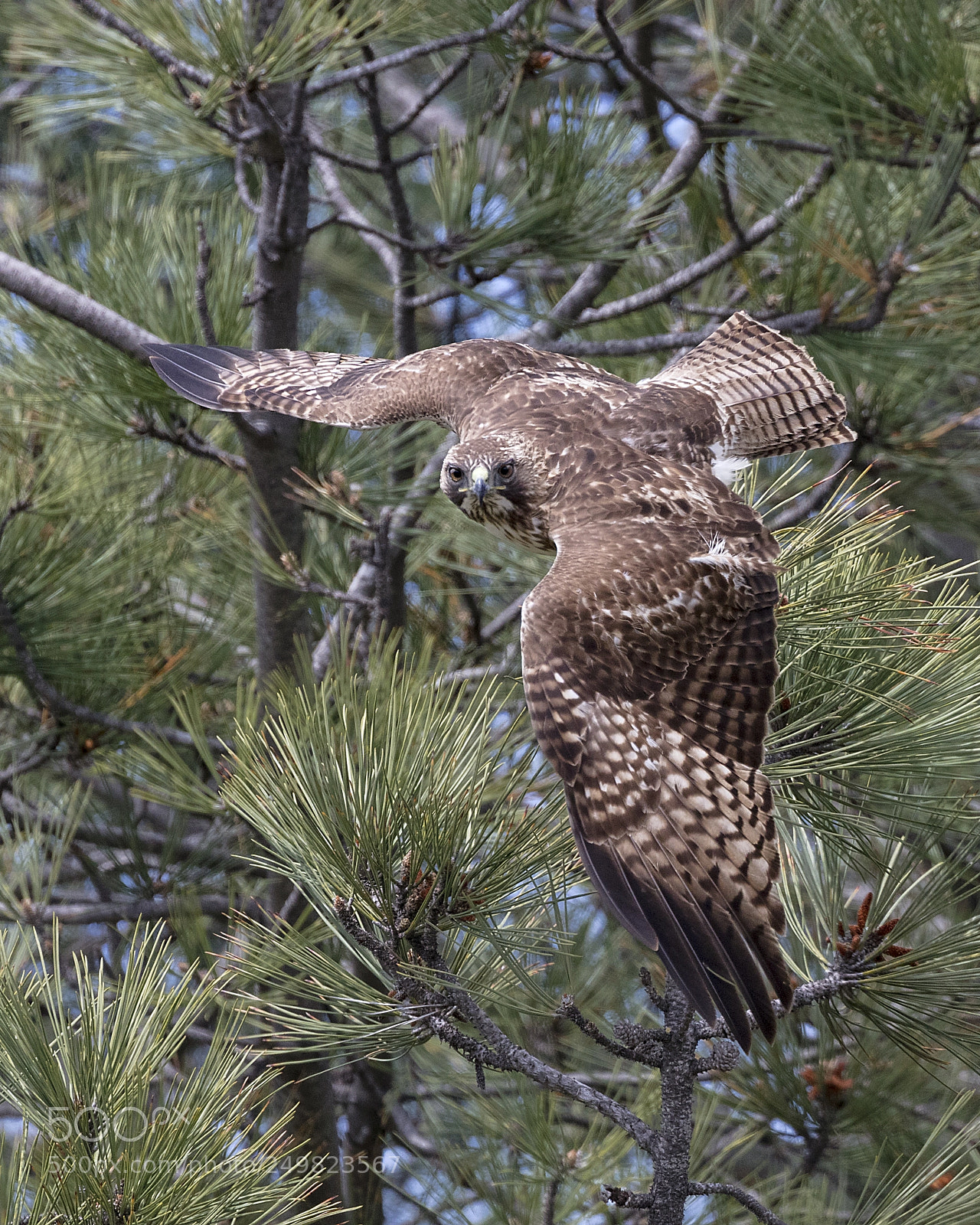 Canon EOS 5DS sample photo. Red-tailed hawk on torrey photography