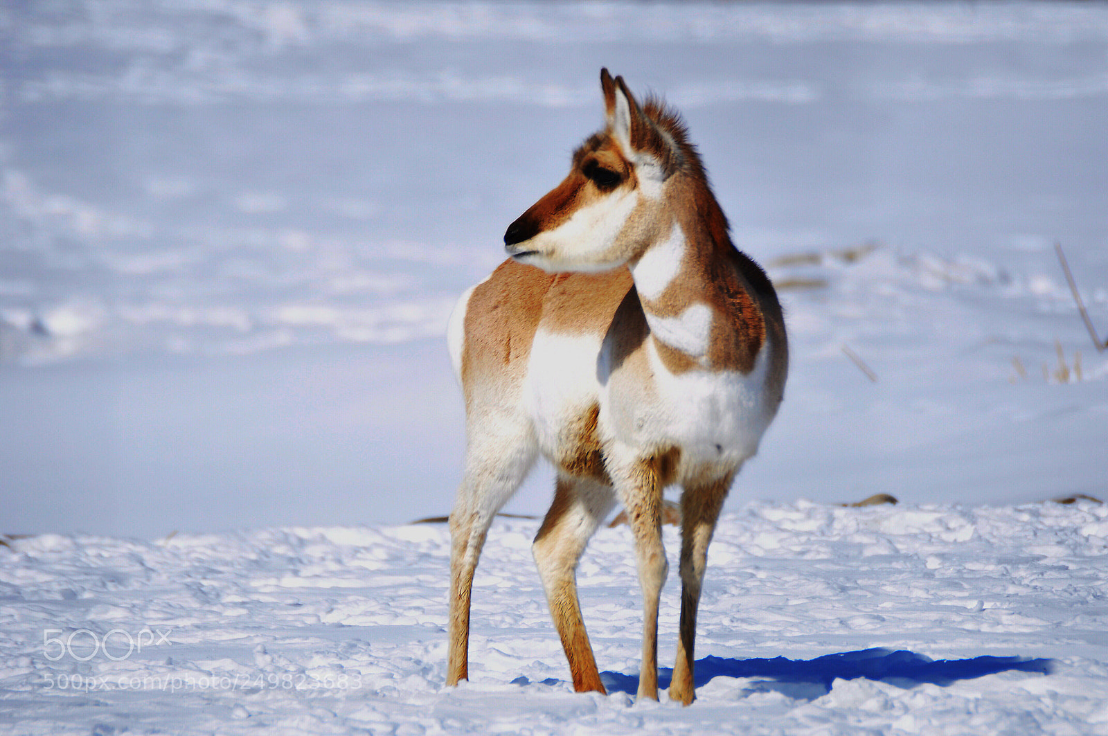 Nikon D90 sample photo. Big horn  photography