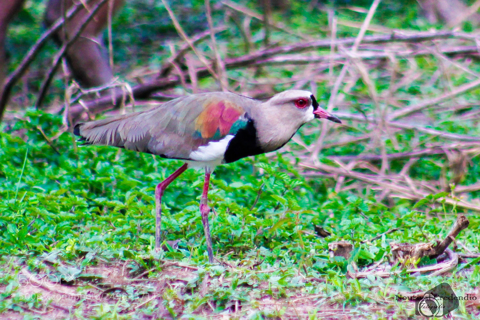 Canon EOS 600D (Rebel EOS T3i / EOS Kiss X5) sample photo. A bird  photography