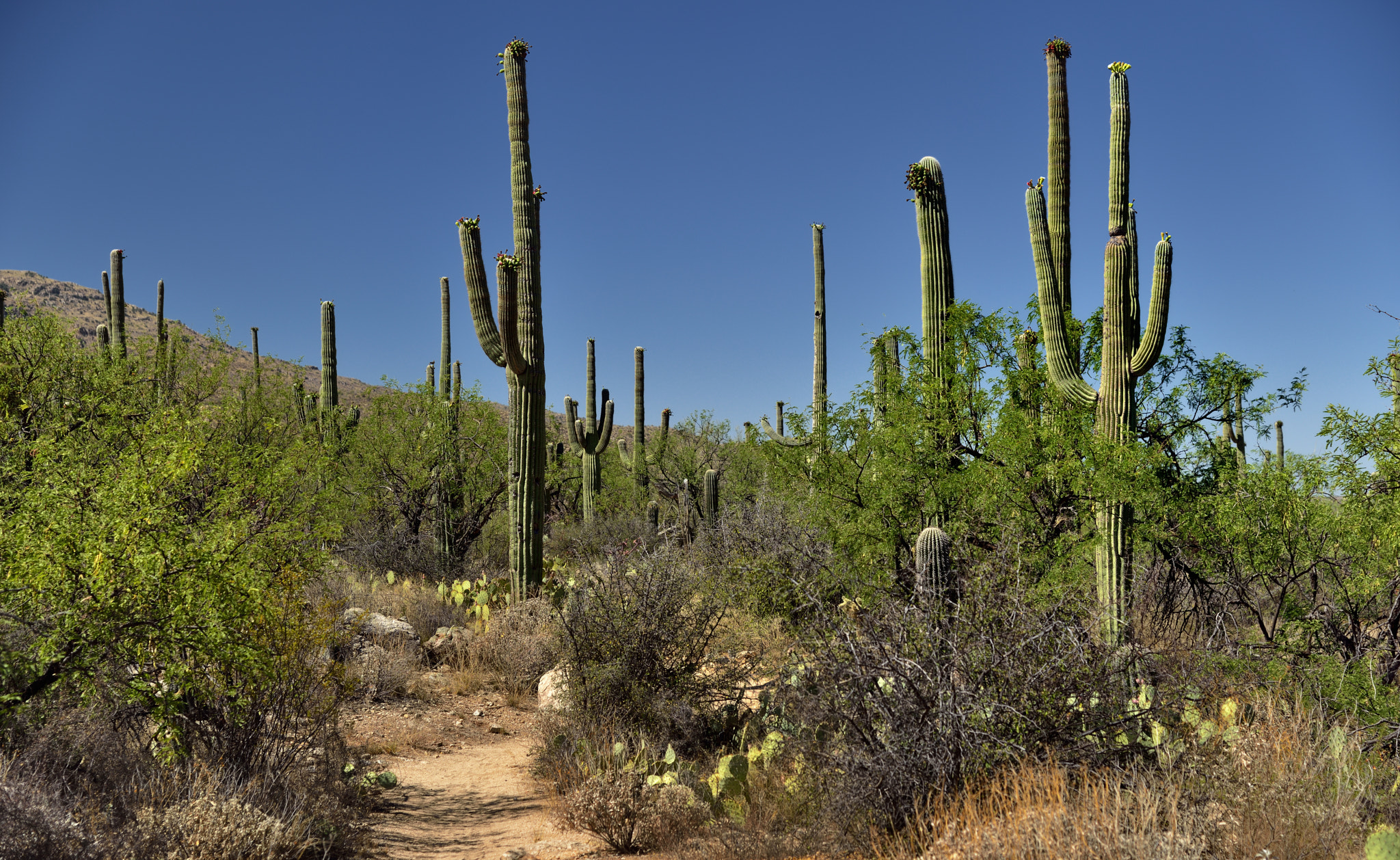 Nikon D800E + Nikon AF-S Nikkor 24-120mm F4G ED VR sample photo. Walking a trail amongst the saguaro cactus photography